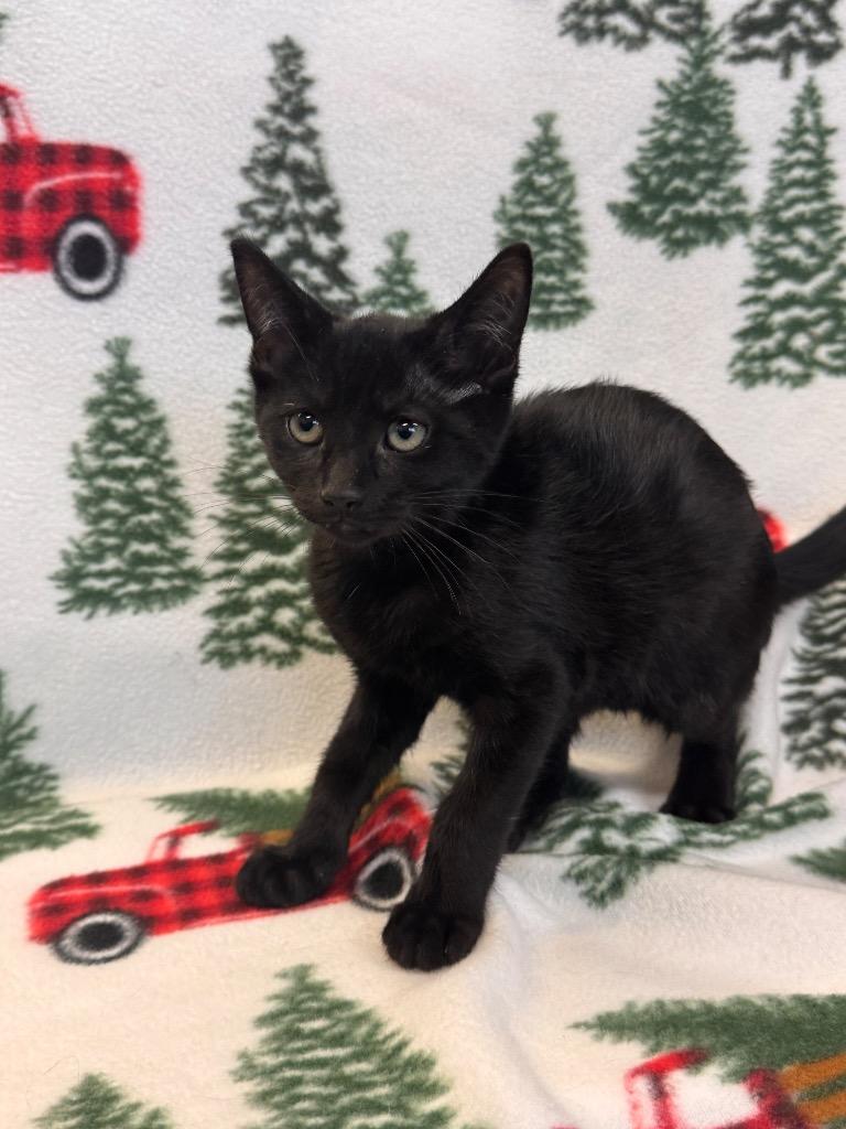 Enlarge Michaelangelo, a Adoptable mixed breed in Newberg, OR image 1/1