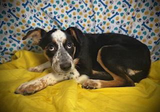 Enlarge Dorothy, a Adoptable Australian Shepherd in Pleasanton, TX image 1/3