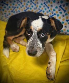 Enlarge Dorothy, a Adoptable Australian Shepherd in Pleasanton, TX image 2/3