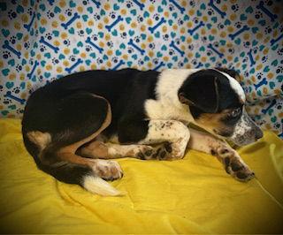 Enlarge Dorothy, a Adoptable Australian Shepherd in Pleasanton, TX image 3/3