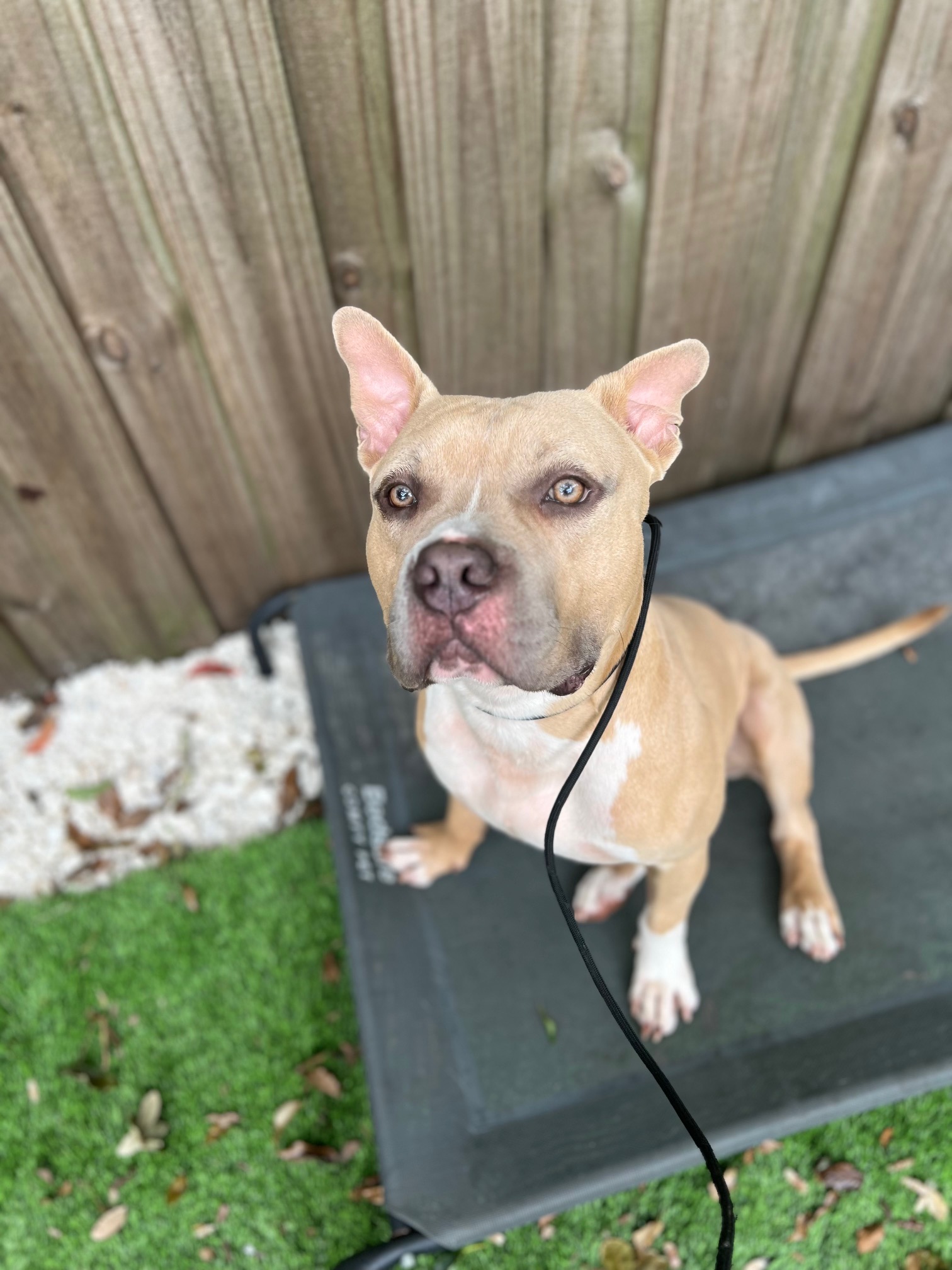 Enlarge Anakin, a Adoptable mixed breed in Margate, FL image 6/6