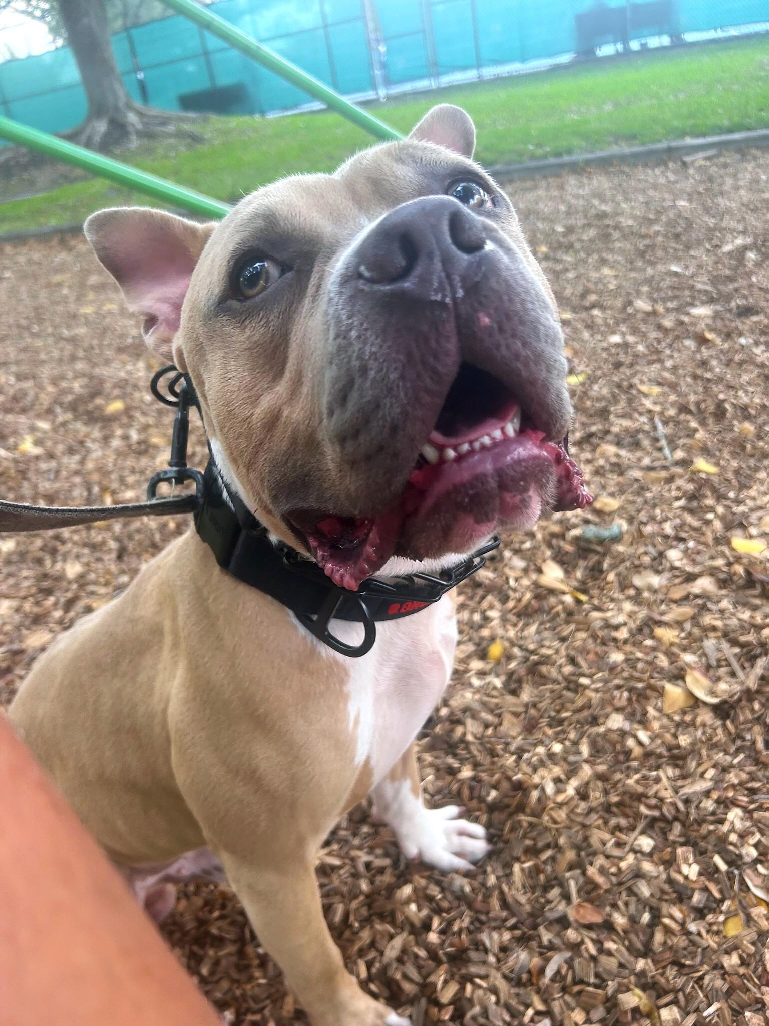 Anakin, Adult Male American Bully