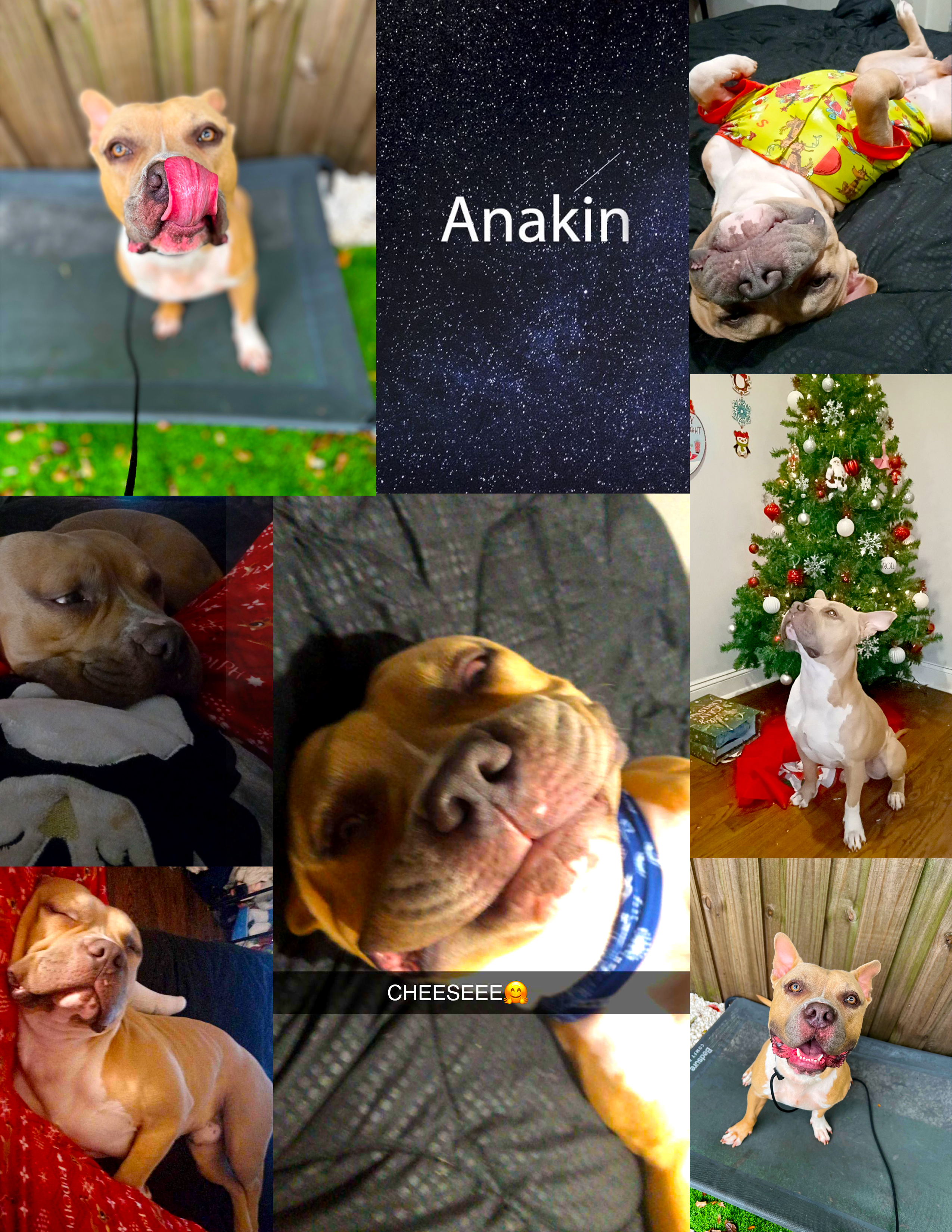 Enlarge Anakin, a Adoptable mixed breed in Margate, FL image 2/6