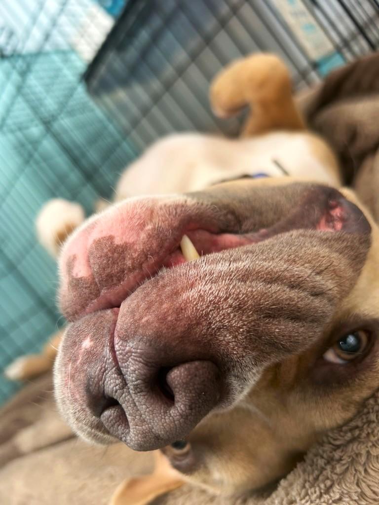 Enlarge Anakin, a Adoptable mixed breed in Margate, FL image 3/6