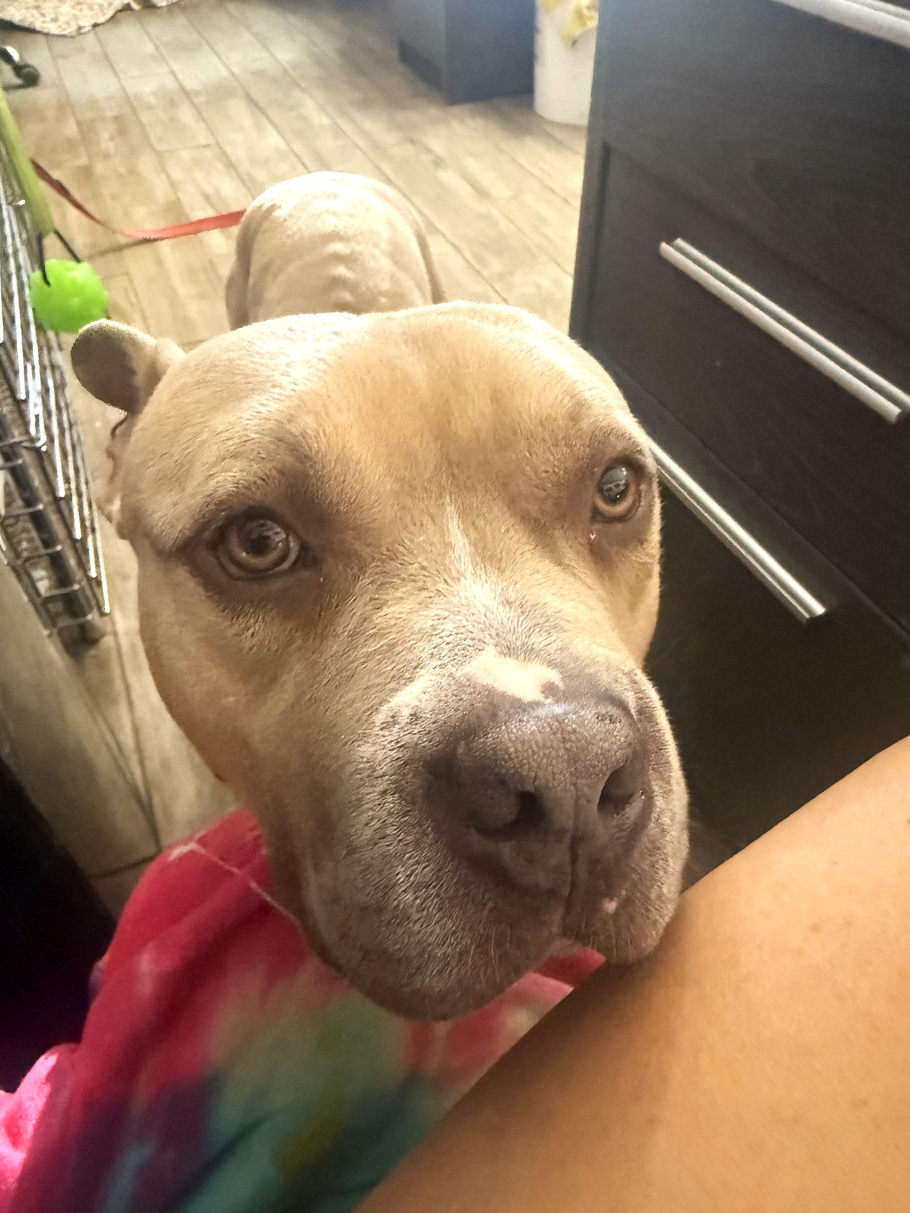 Enlarge Anakin, a Adoptable mixed breed in Margate, FL image 4/6