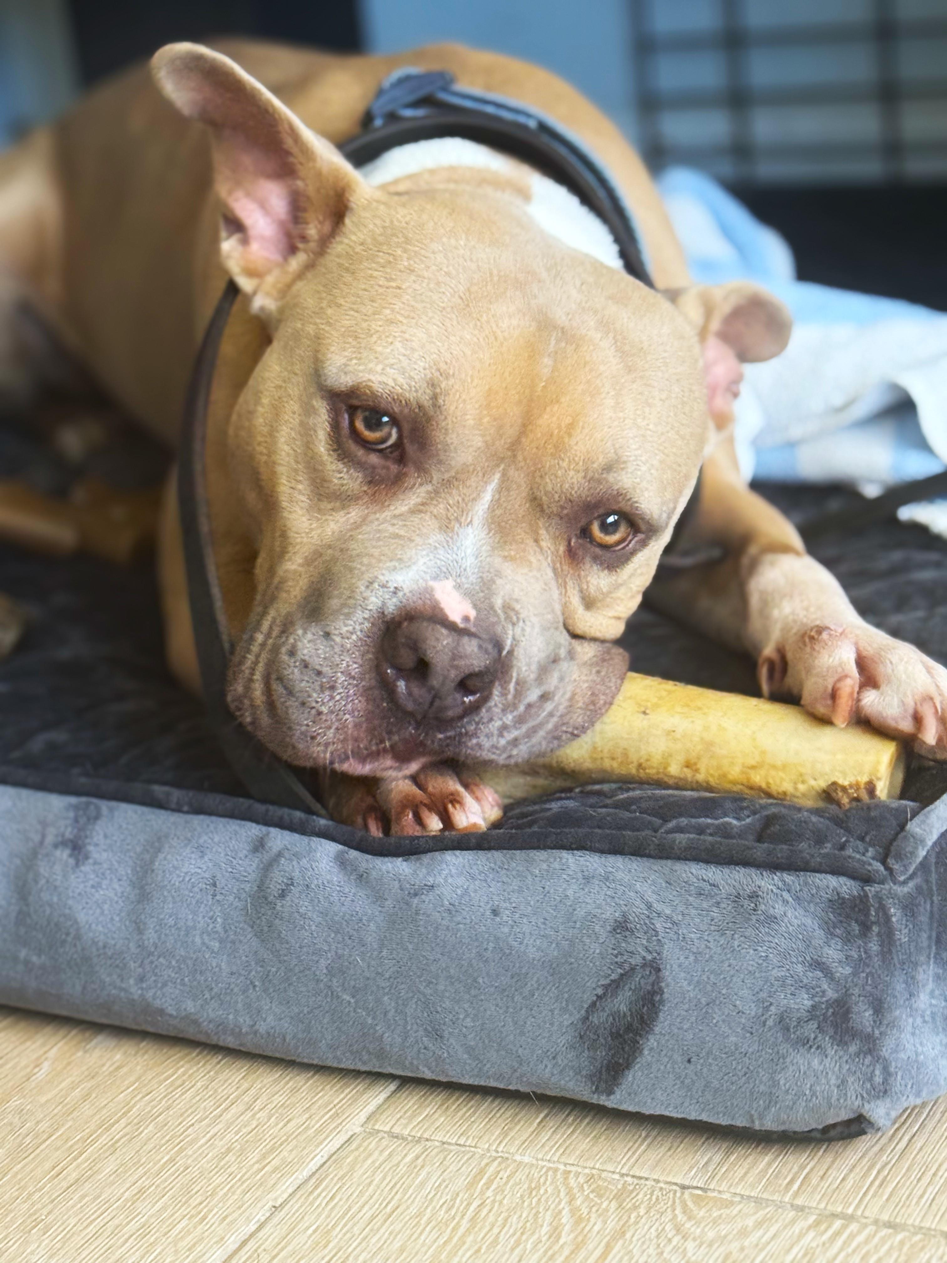 Enlarge Anakin, a Adoptable mixed breed in Margate, FL image 5/6