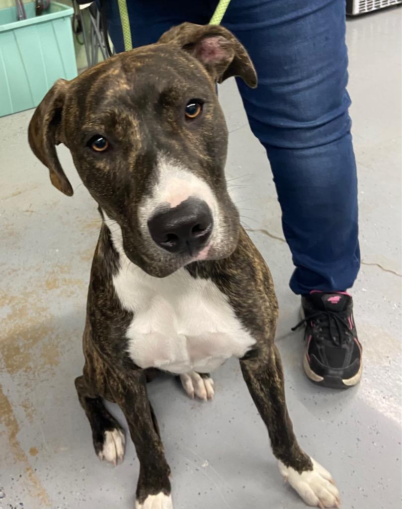 Marvin, Adoptable, Young Male Boxer.