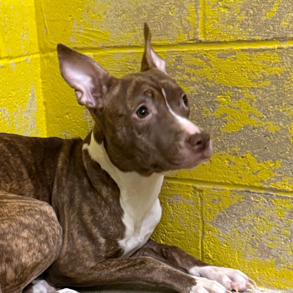 Enlarge Gwen, a Adoptable American Staffordshire Terrier in Waldorf, MD image 2/3
