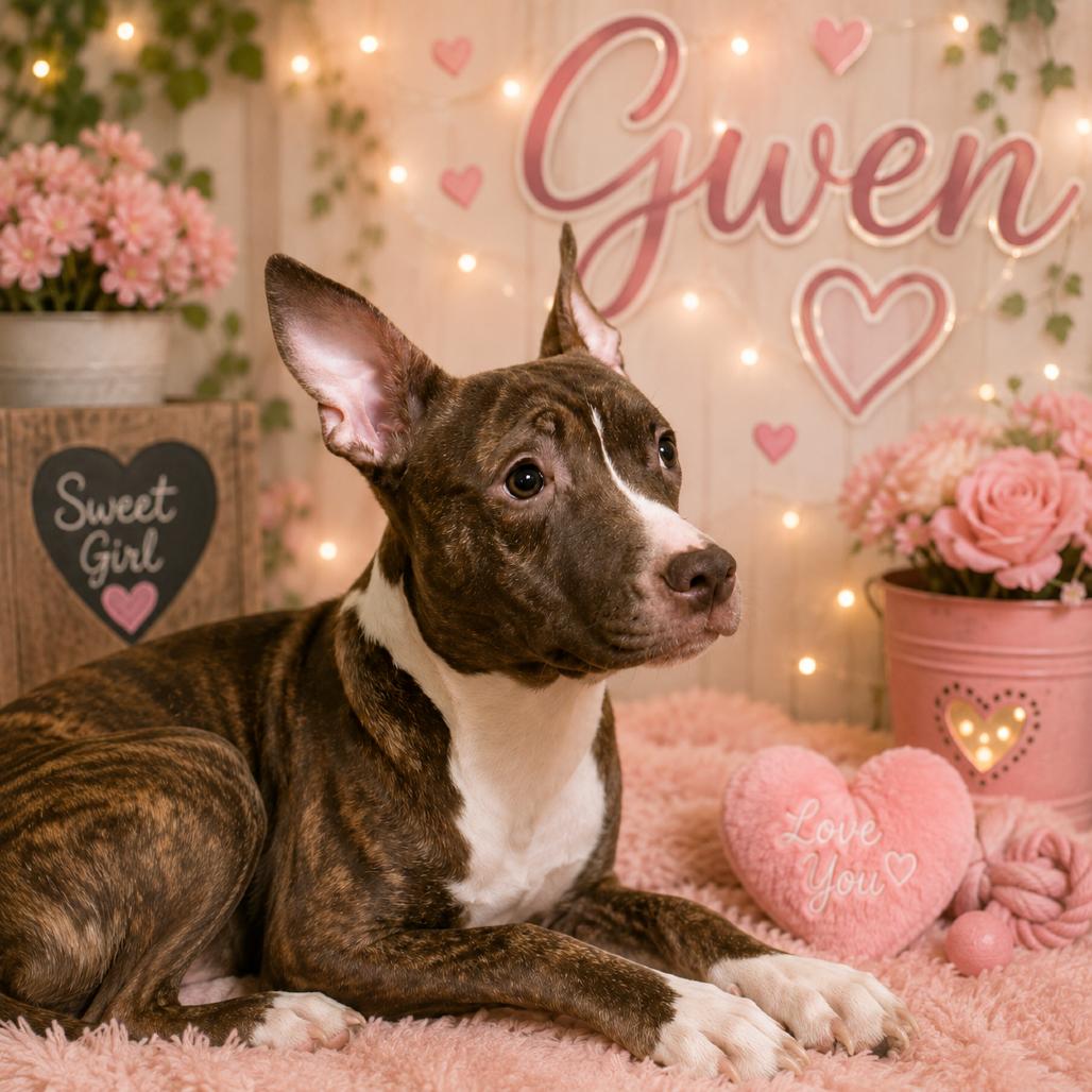 Enlarge Gwen, a Adoptable American Staffordshire Terrier in Waldorf, MD image 3/3