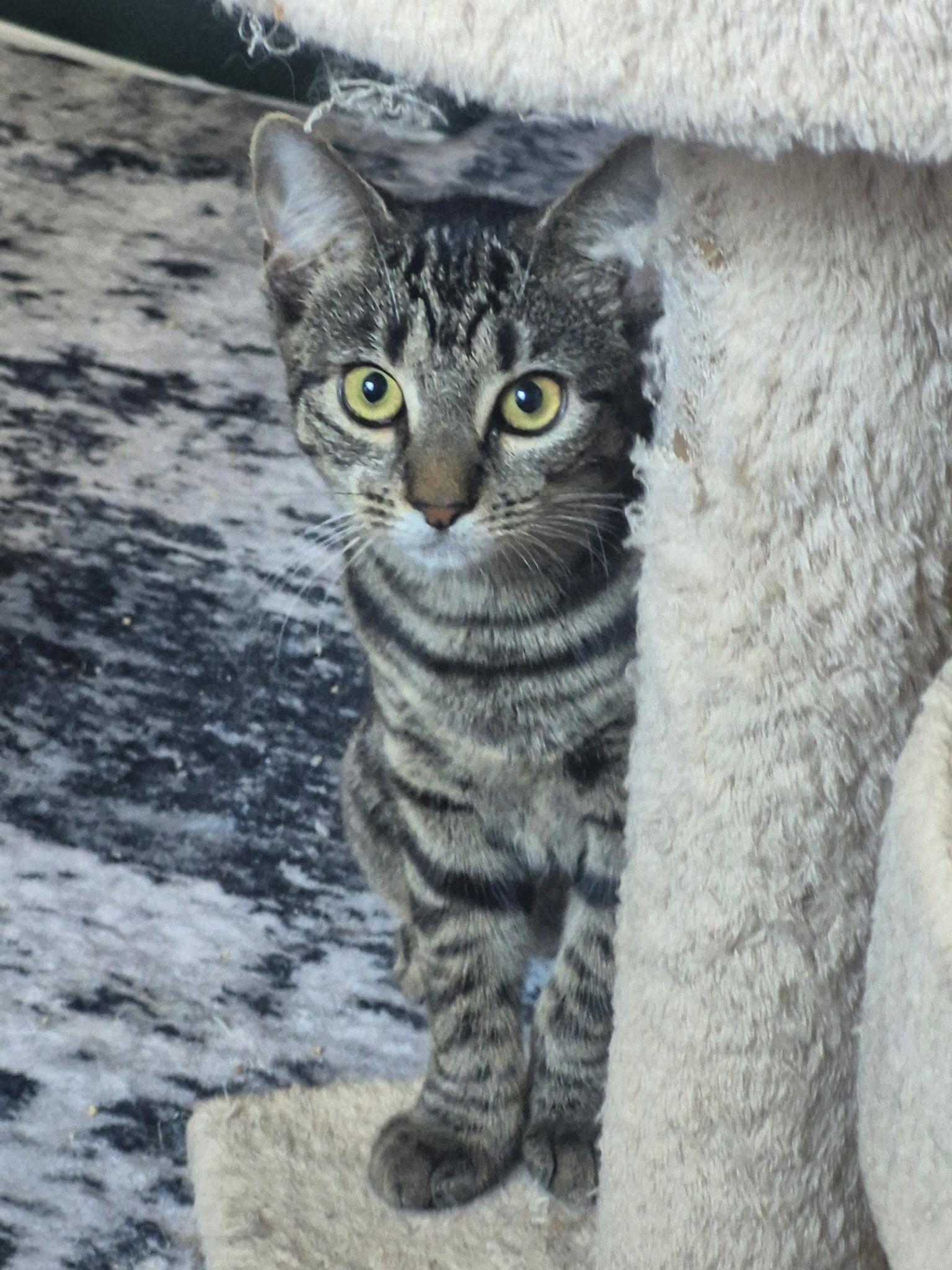 Enlarge Beatrix, a Adoptable Domestic Short Hair in Raritan, NJ image 4/4