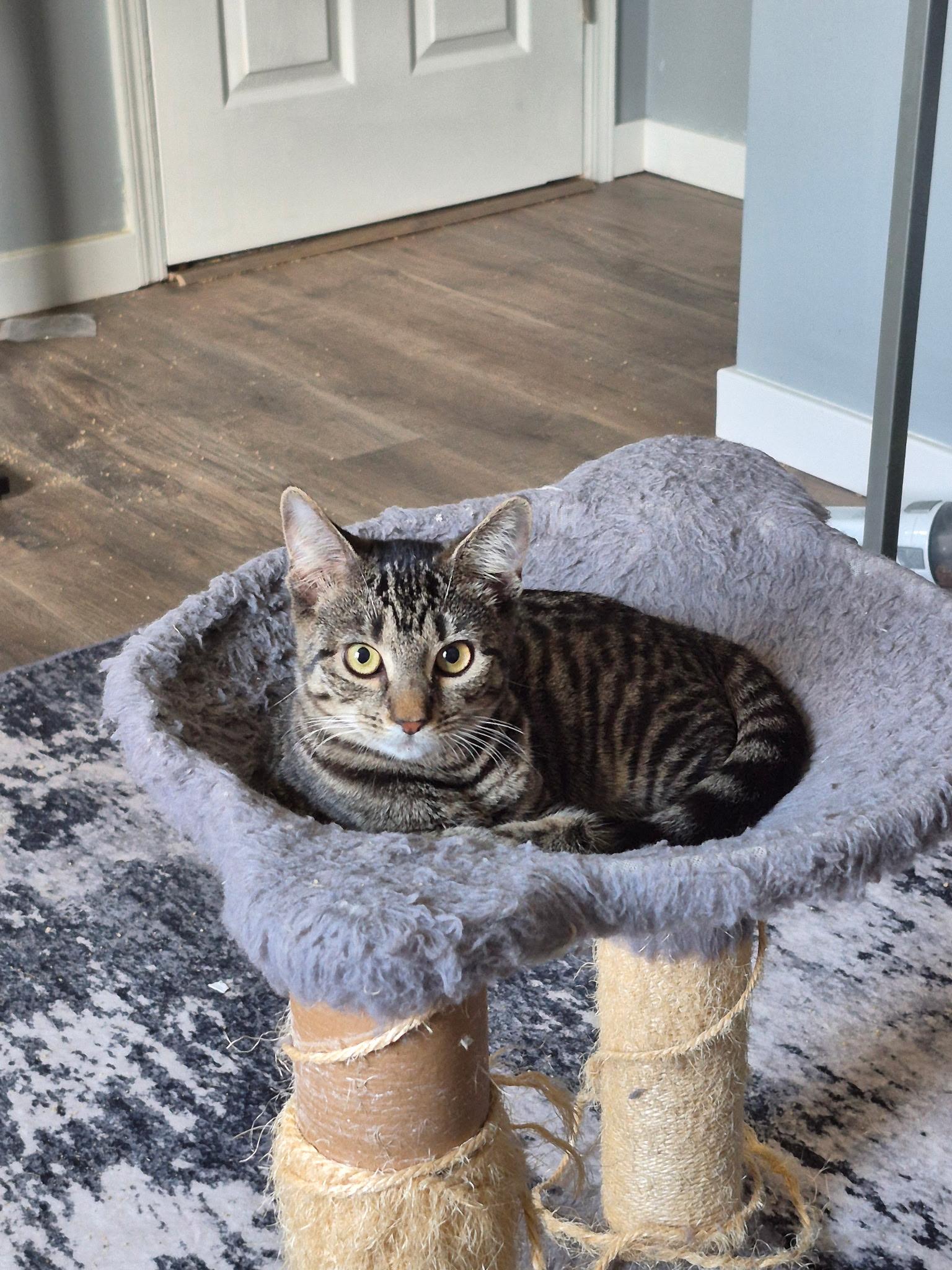 Enlarge Beatrix, a Adoptable Domestic Short Hair in Raritan, NJ image 2/4