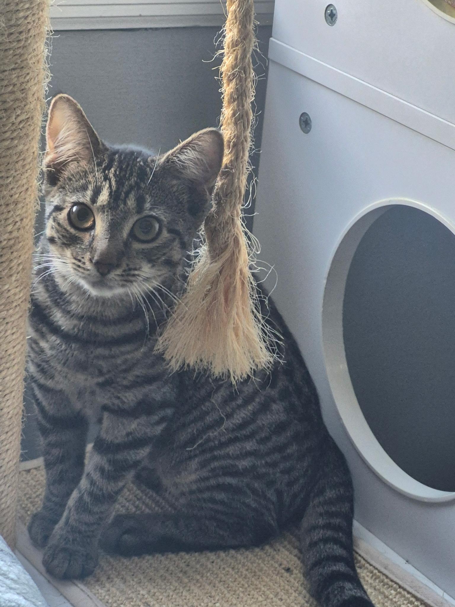 Enlarge Beatrix, a Adoptable Domestic Short Hair in Raritan, NJ image 3/4