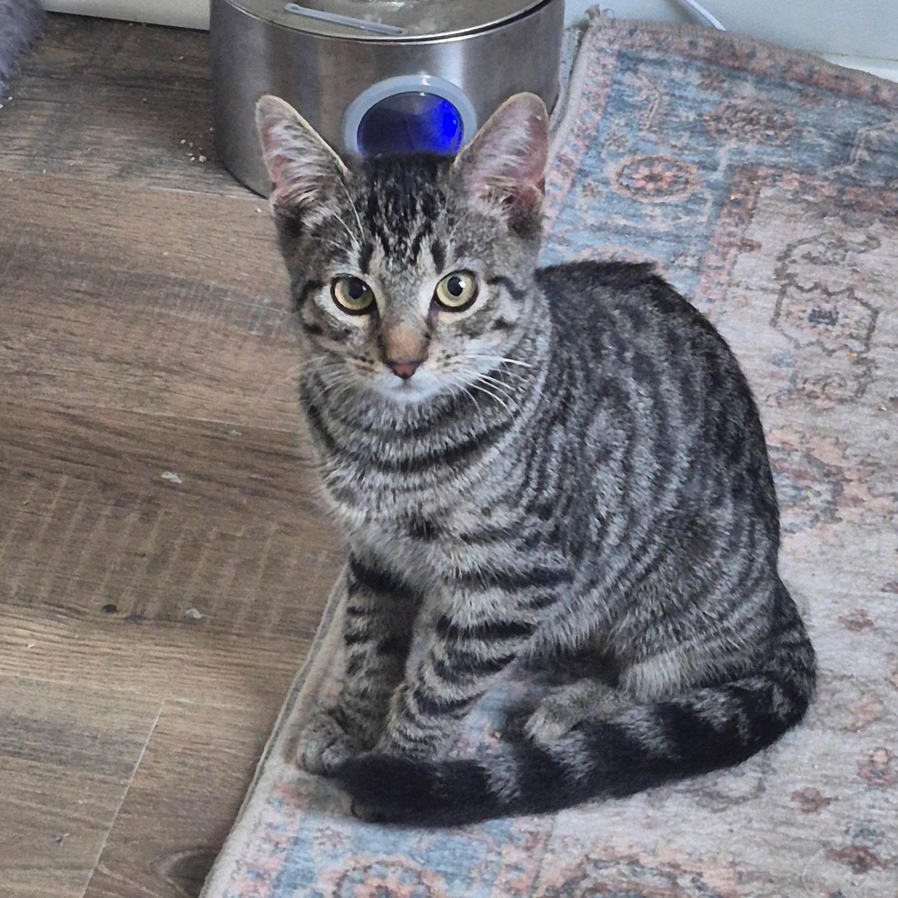 Beatrix, Adoptable, Kitten Female Domestic Short Hair.