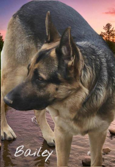 Bailey, a Adoptable German Shepherd Dog in Palm Harbor, FL image 1/2