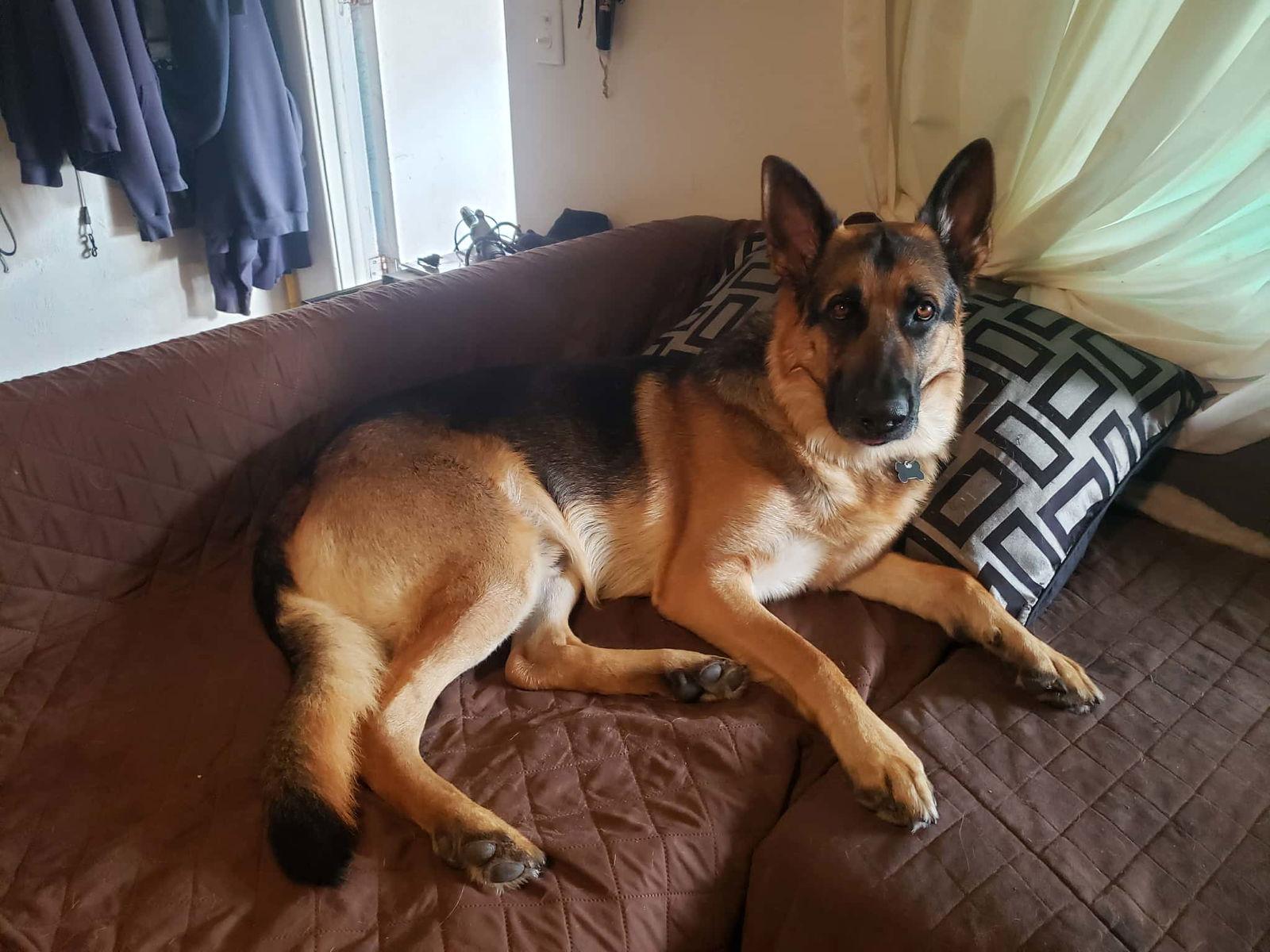 Enlarge Bailey, a Adoptable German Shepherd Dog in Palm Harbor, FL image 2/3