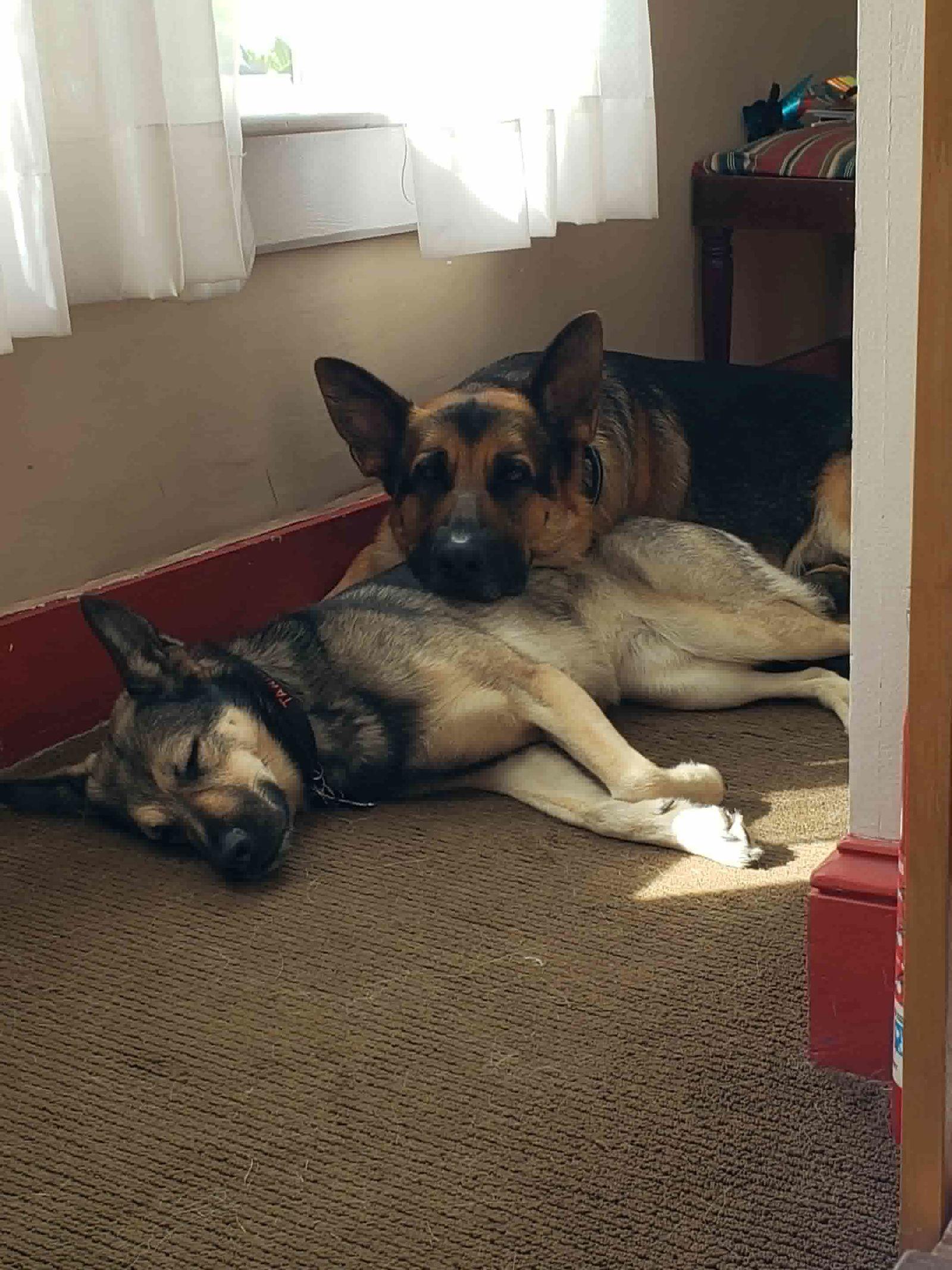 Bailey, a Adoptable German Shepherd Dog in Palm Harbor, FL image 2/2