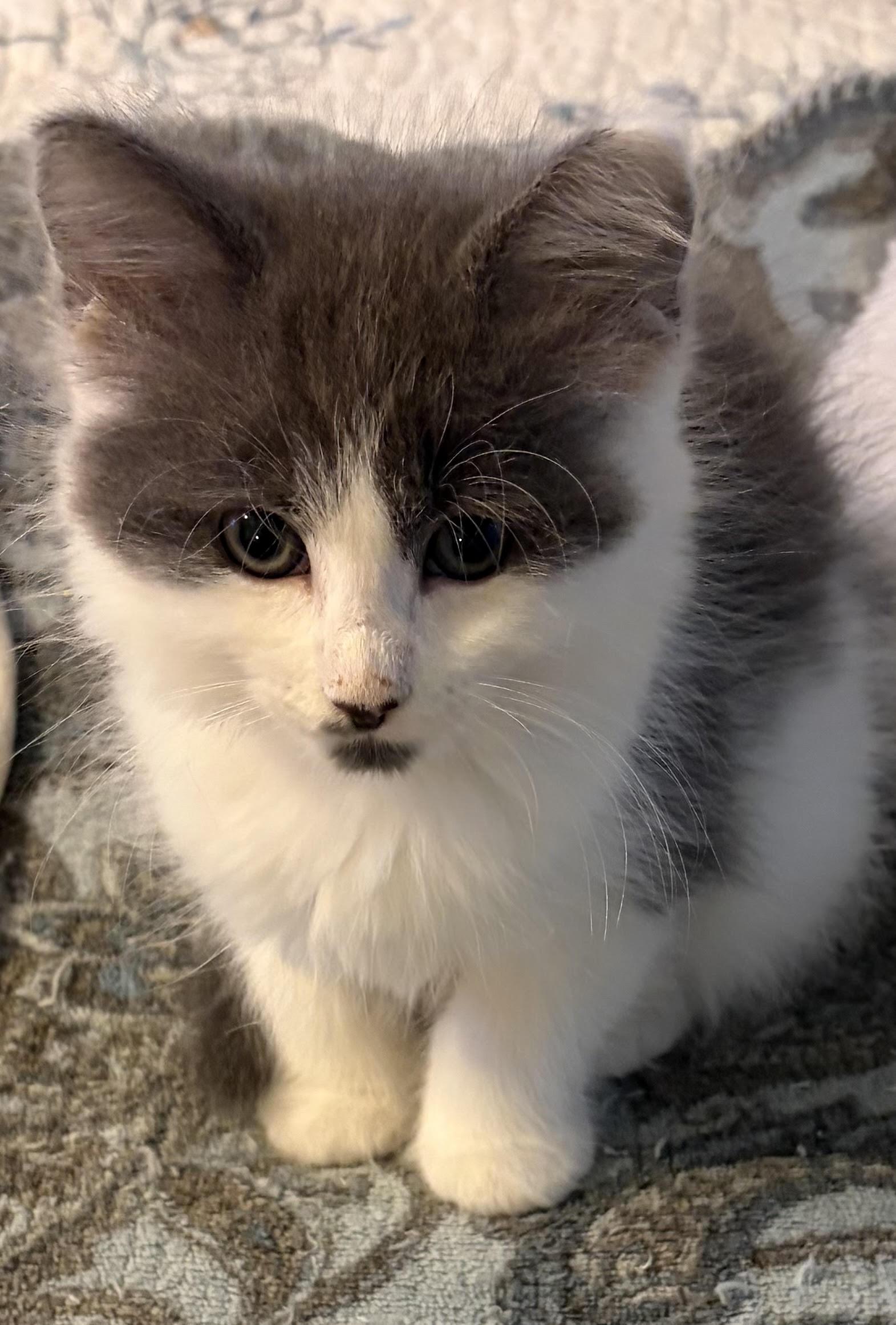 Libby, Adopted, Kitten Female Domestic Long Hair.