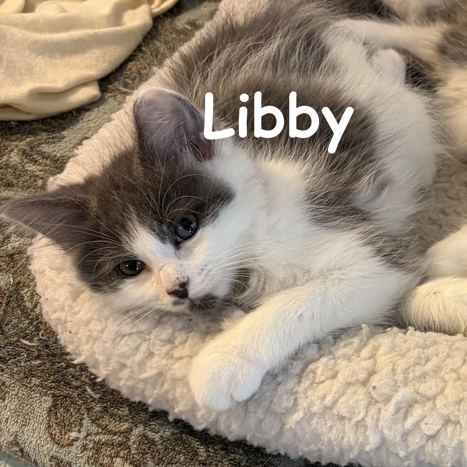 Enlarge Libby, a Adopted Domestic Long Hair in Houghton Lake, MI image 2/2