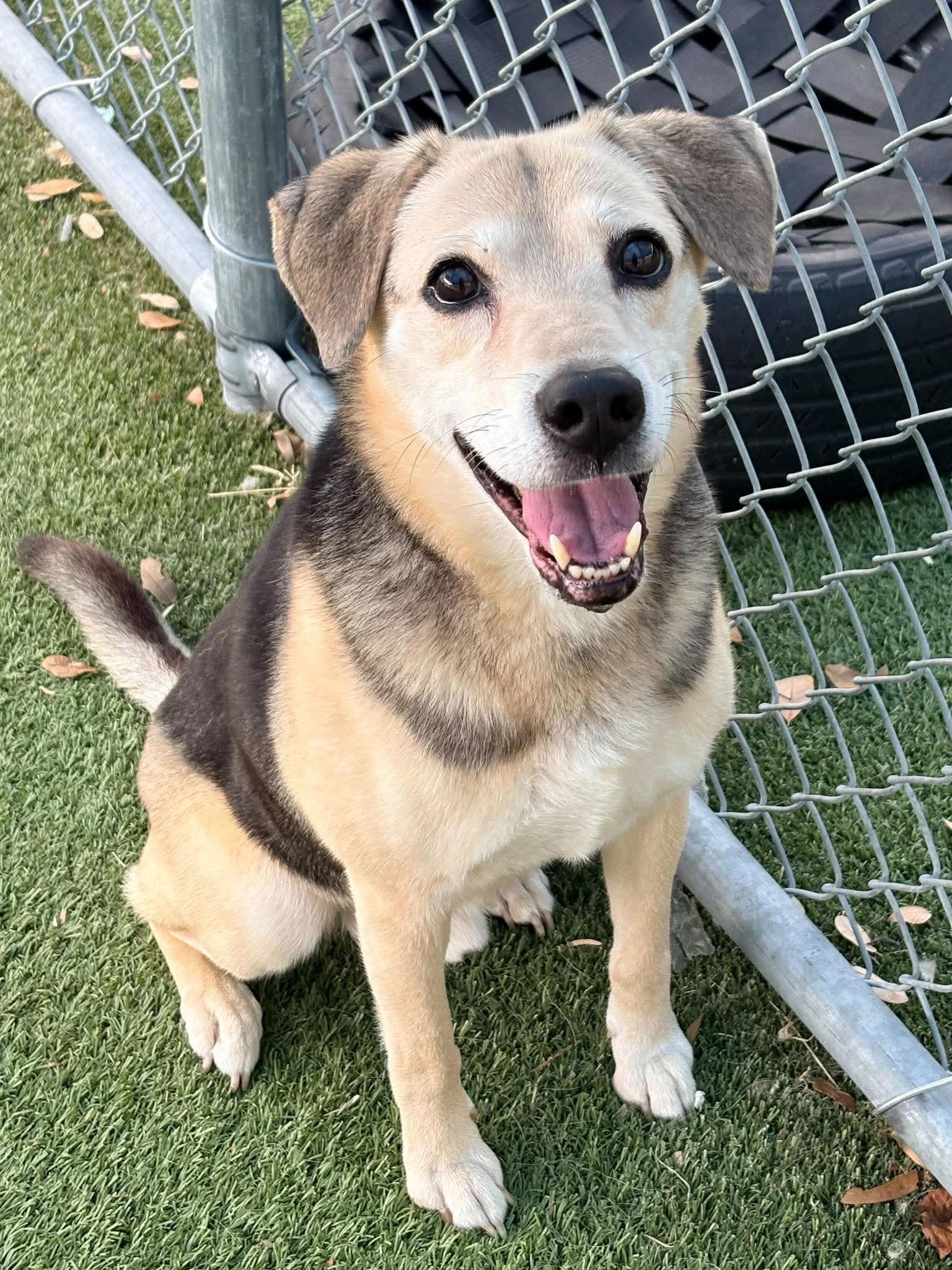 BUDDY photo