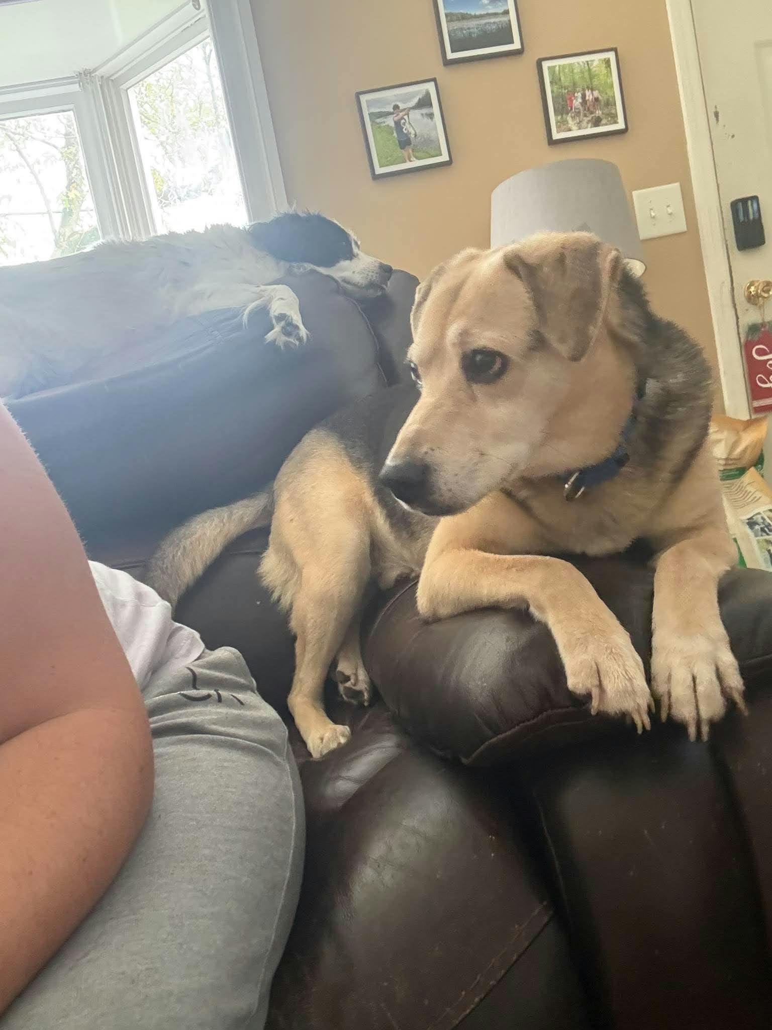 Enlarge BUDDY, a Adoptable Beagle in Holbrook, NY image 2/3