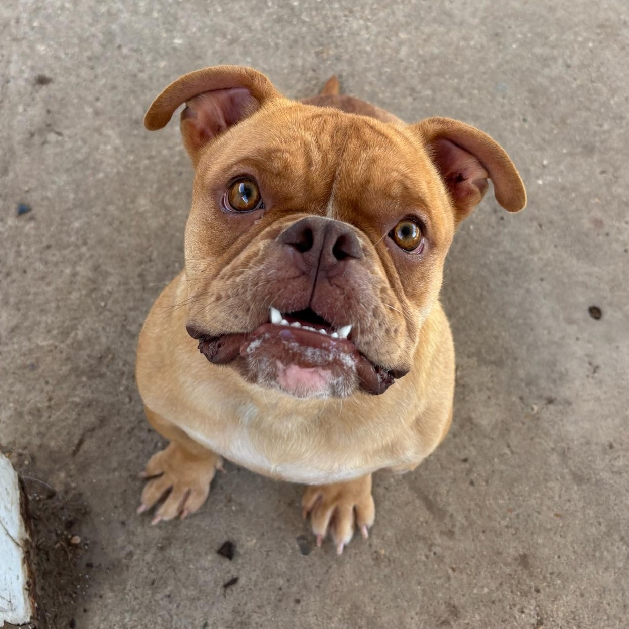 Nova, a ADOPTABLE English Bulldog in New Orleans, LA image 4/5