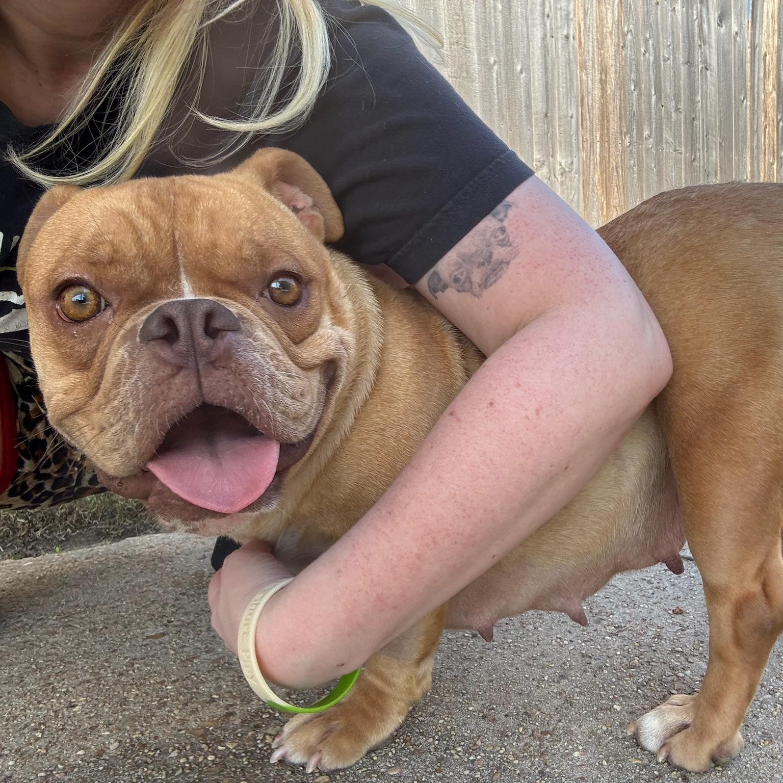 Nova, a ADOPTABLE English Bulldog in New Orleans, LA image 2/5