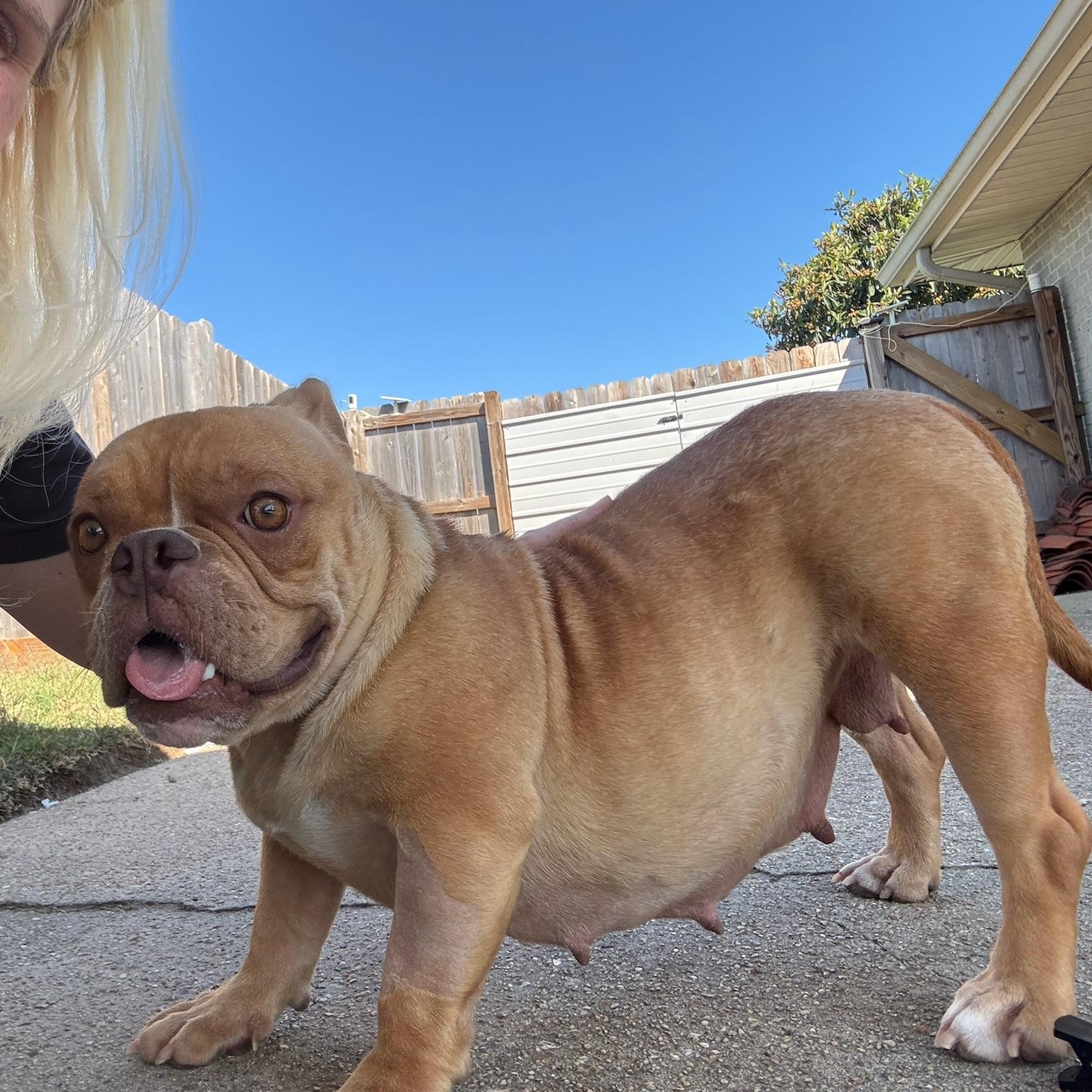 Nova, a ADOPTABLE English Bulldog in New Orleans, LA image 5/5