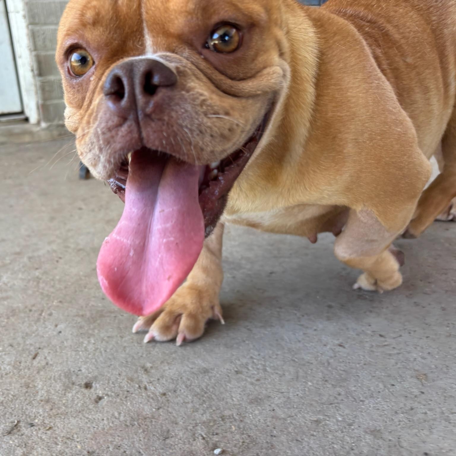 Nova, a ADOPTABLE English Bulldog in New Orleans, LA image 3/5