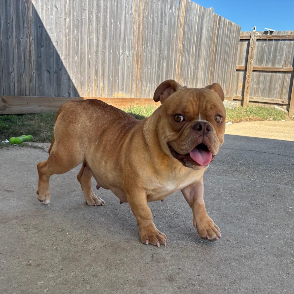 Nova, ADOPTABLE, Young Female English Bulldog.