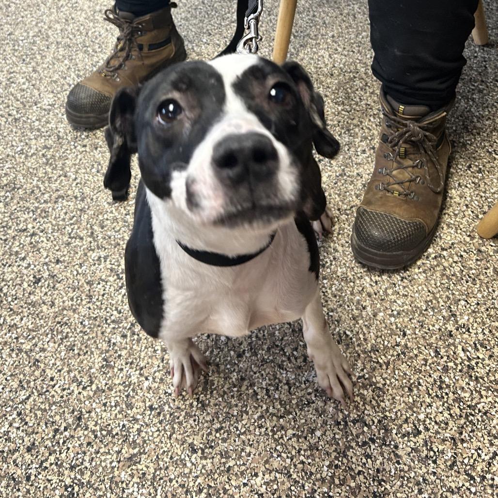 Enlarge Lolli, a Adoptable Terrier in Uniontown, PA image 1/3
