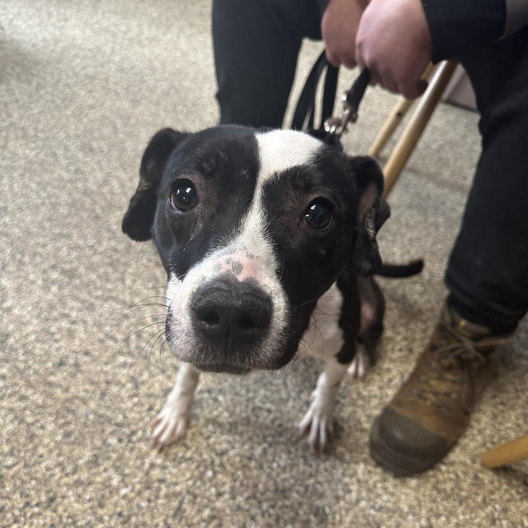 Enlarge Lolli, a Adoptable Terrier in Uniontown, PA image 2/3