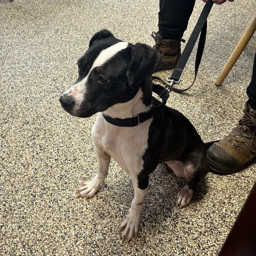 Enlarge Lolli, a Adoptable Terrier in Uniontown, PA image 3/3