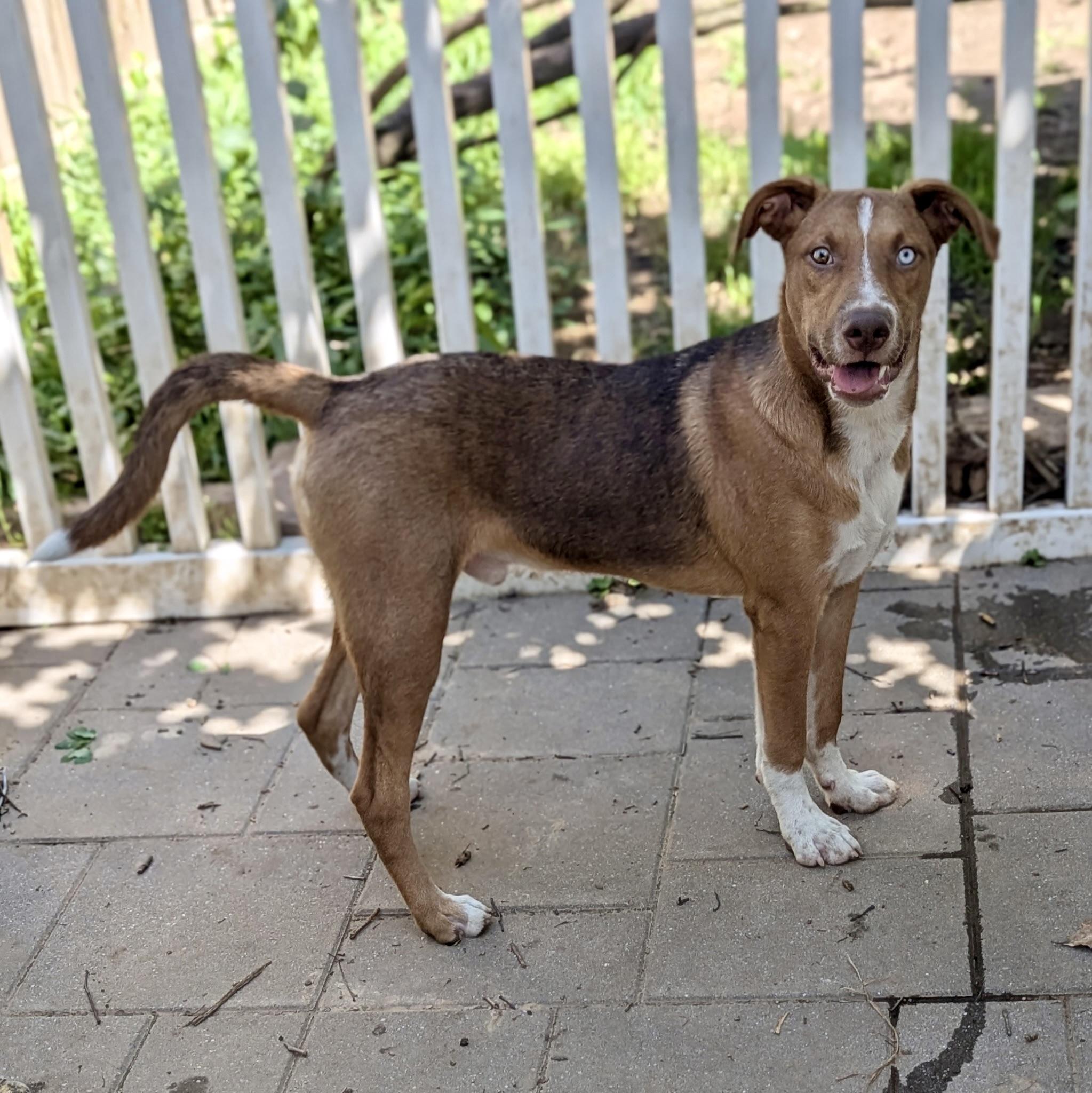 Kalvin, Adoptable, Young Male Hound.