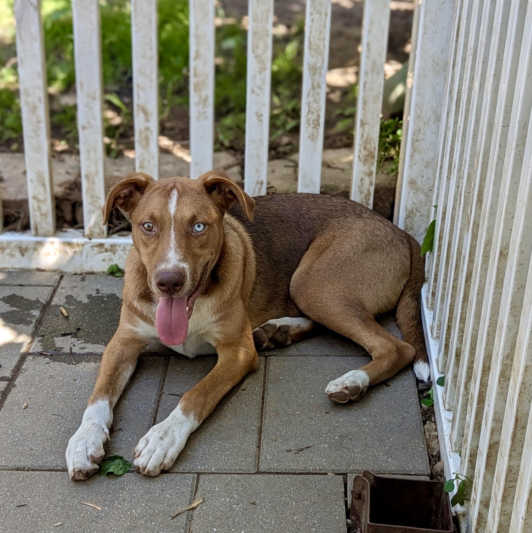 Kalvin, a Adoptable mixed breed in Paramus, NJ image 4/6