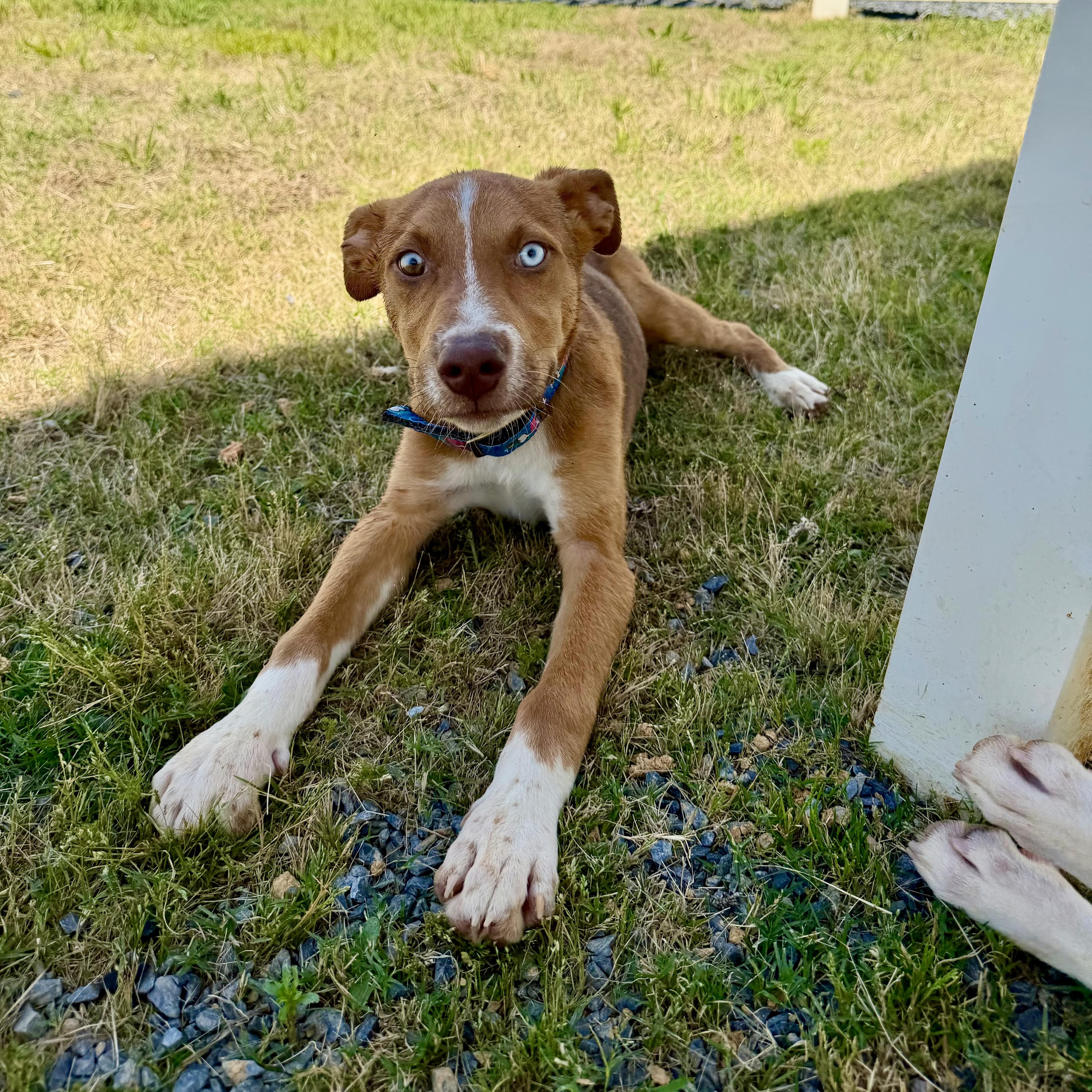 Kalvin, a Adoptable mixed breed in Paramus, NJ image 3/5