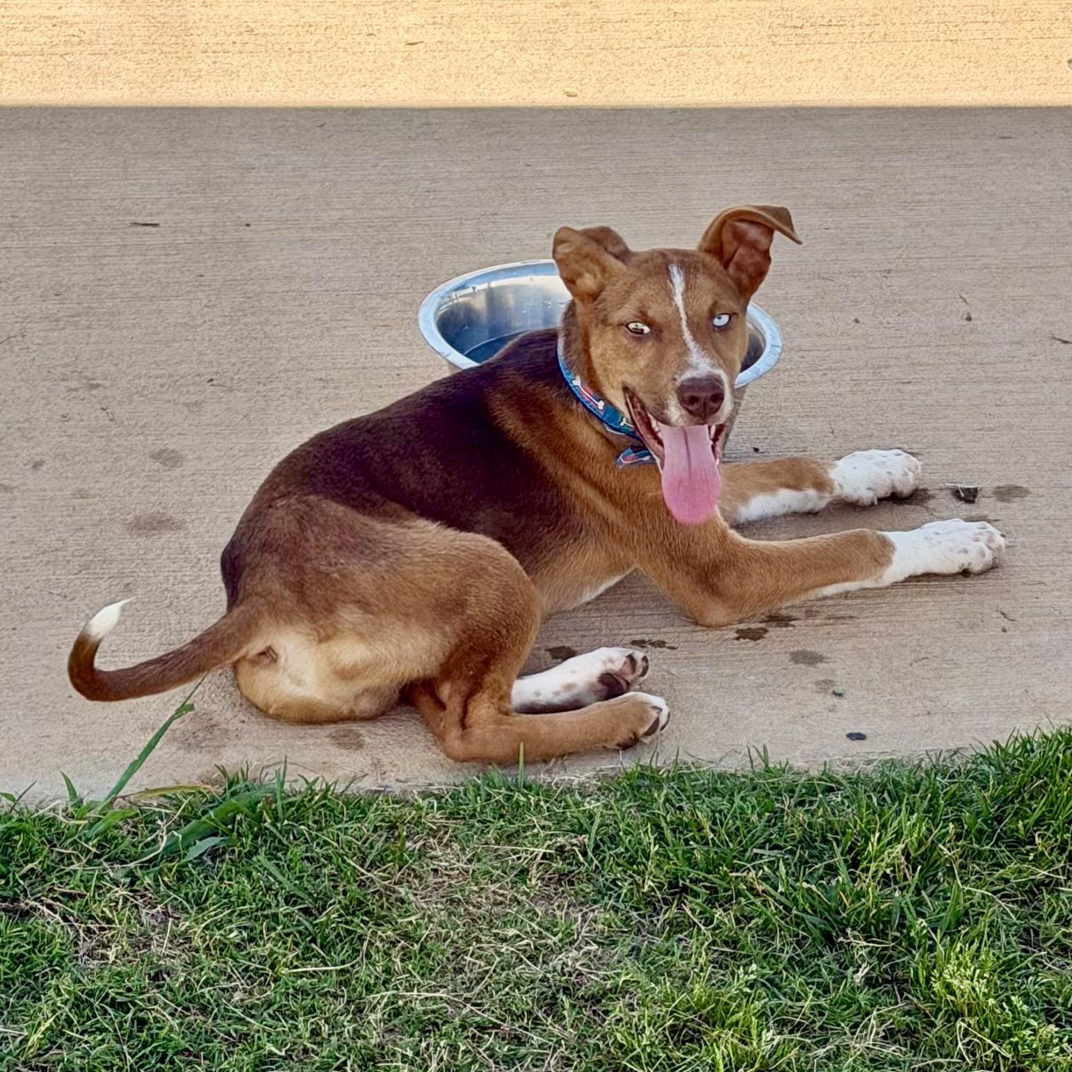 Kalvin, a Adoptable mixed breed in Paramus, NJ image 2/5