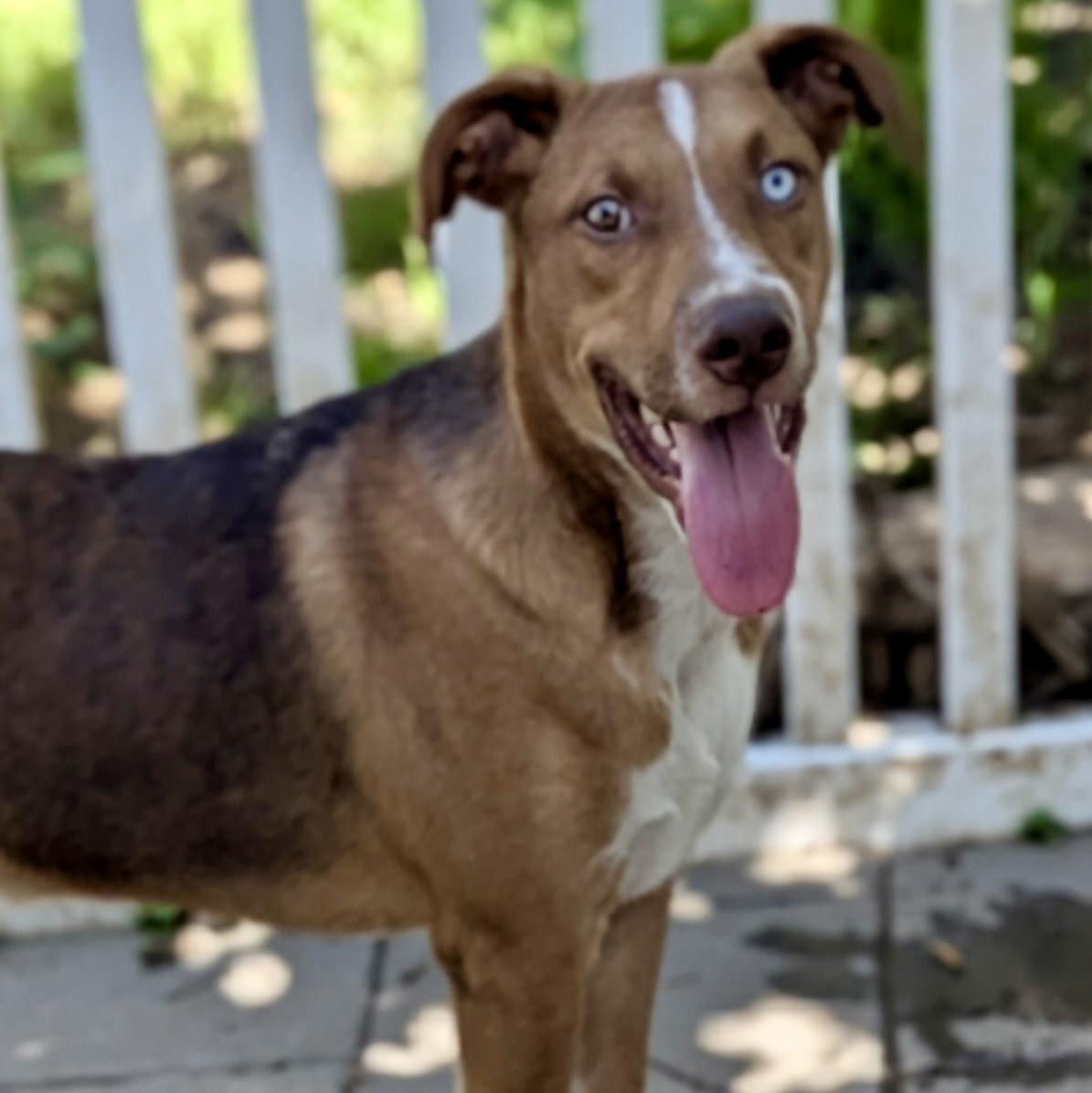 Kalvin, a Adoptable mixed breed in Paramus, NJ image 6/6
