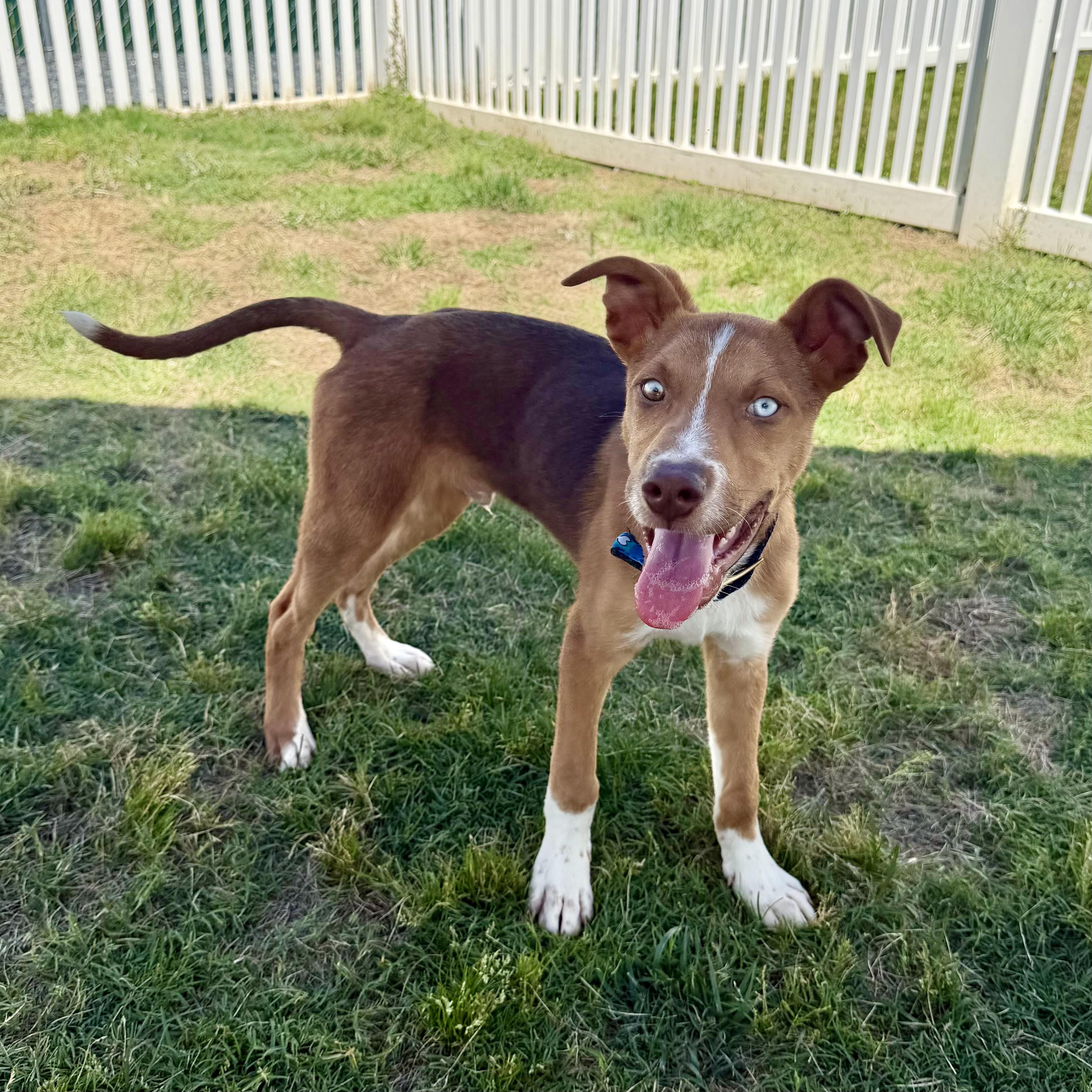 Kalvin, Adoptable, Young Male Hound & Husky.