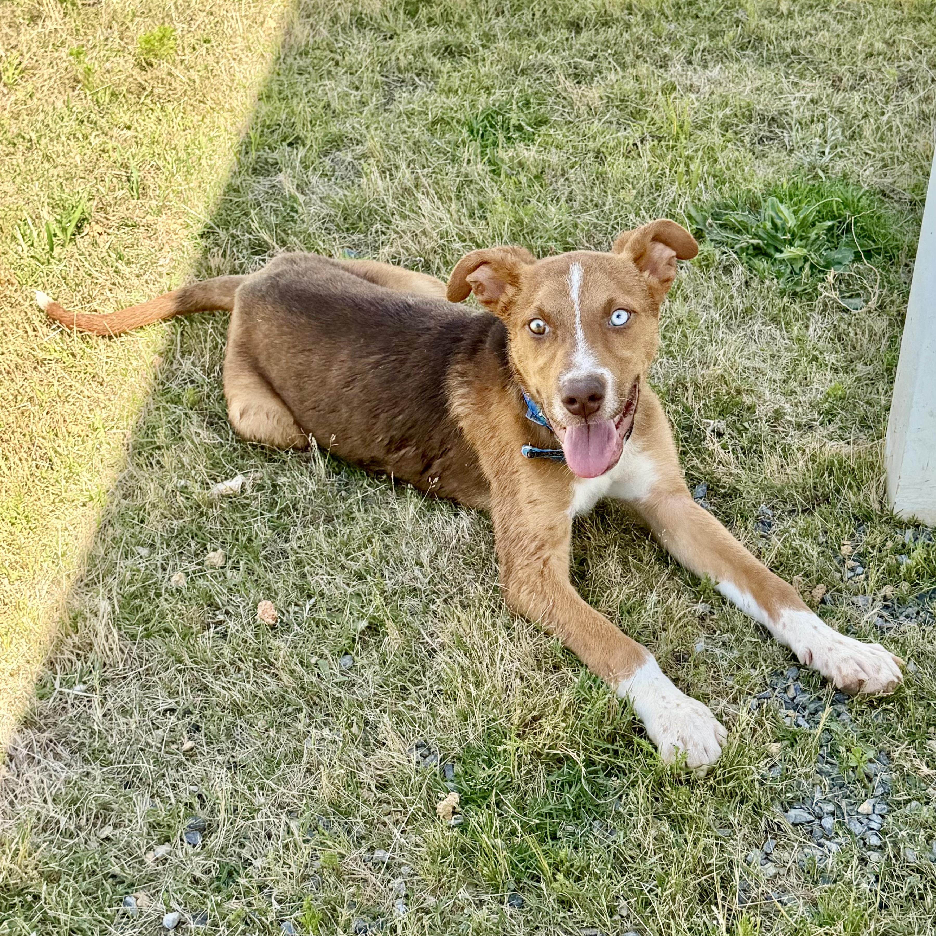 Kalvin, a Adoptable mixed breed in Paramus, NJ image 5/5