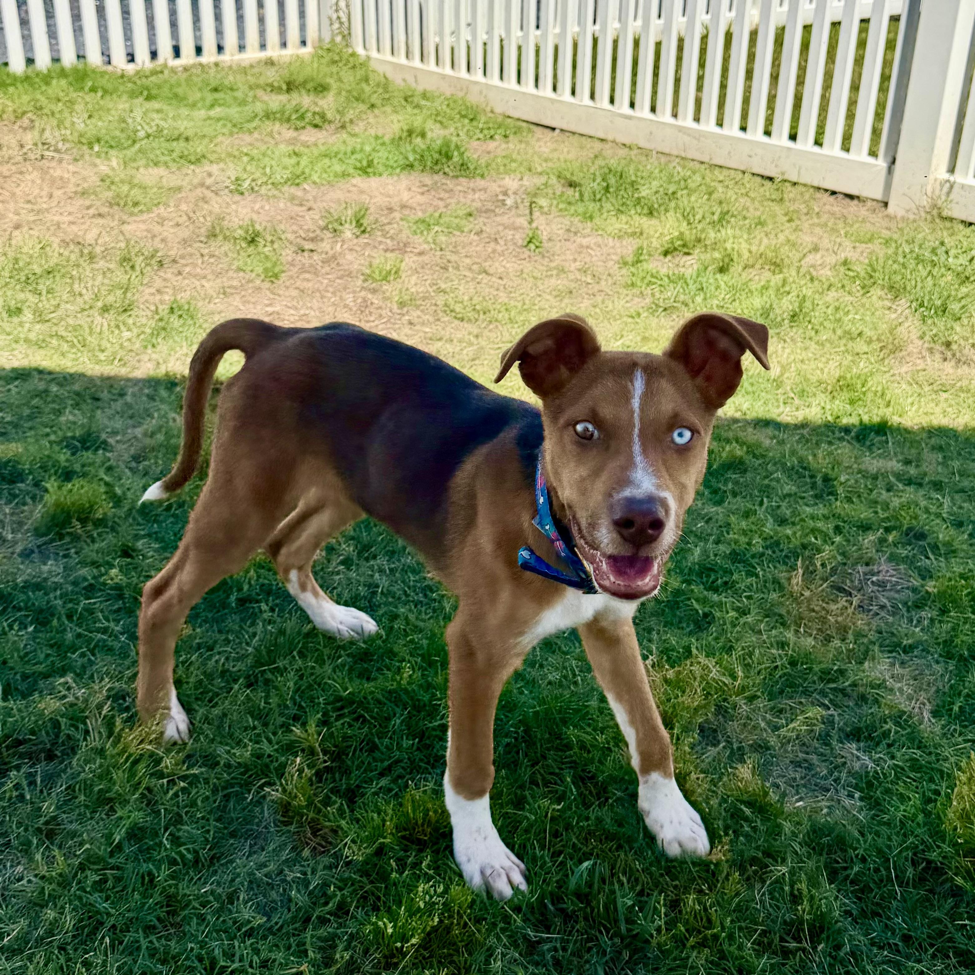 Kalvin, a Adoptable mixed breed in Paramus, NJ image 4/5