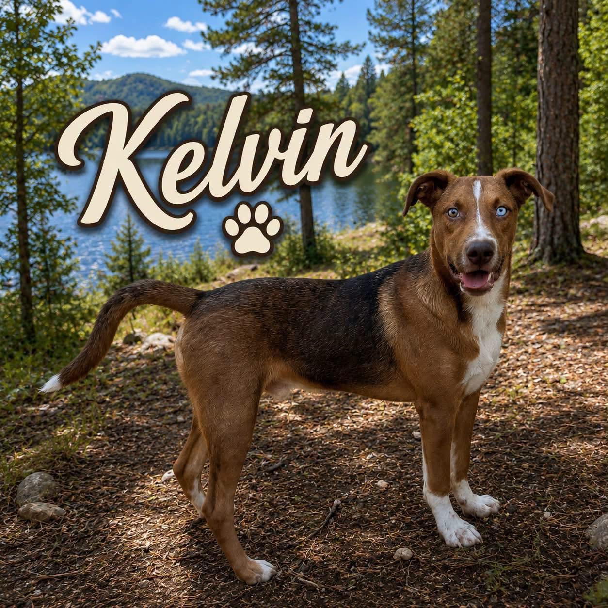 Kelvin, Adoptable, Young Male Husky & Hound.