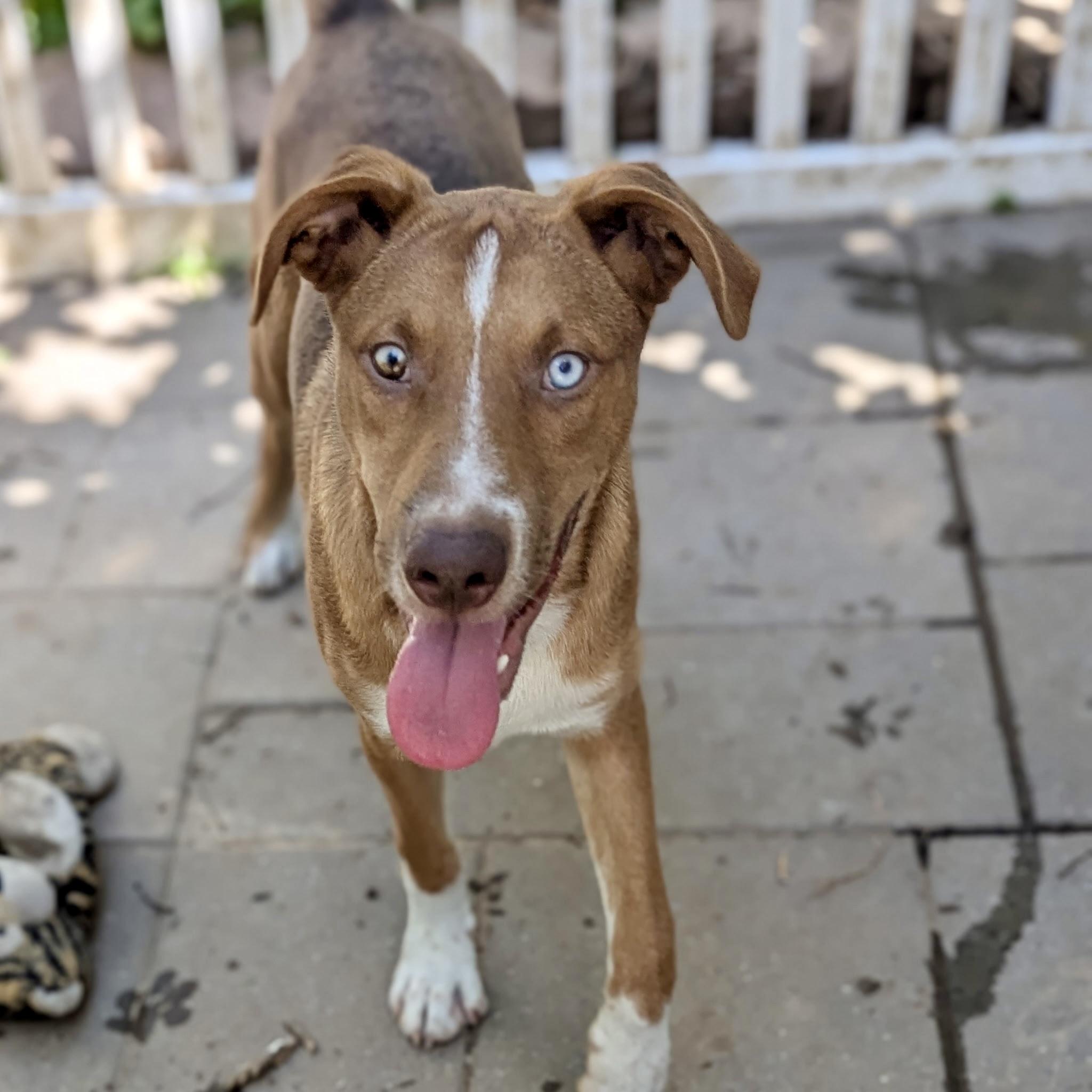 Kalvin, a Adoptable mixed breed in Paramus, NJ image 5/6