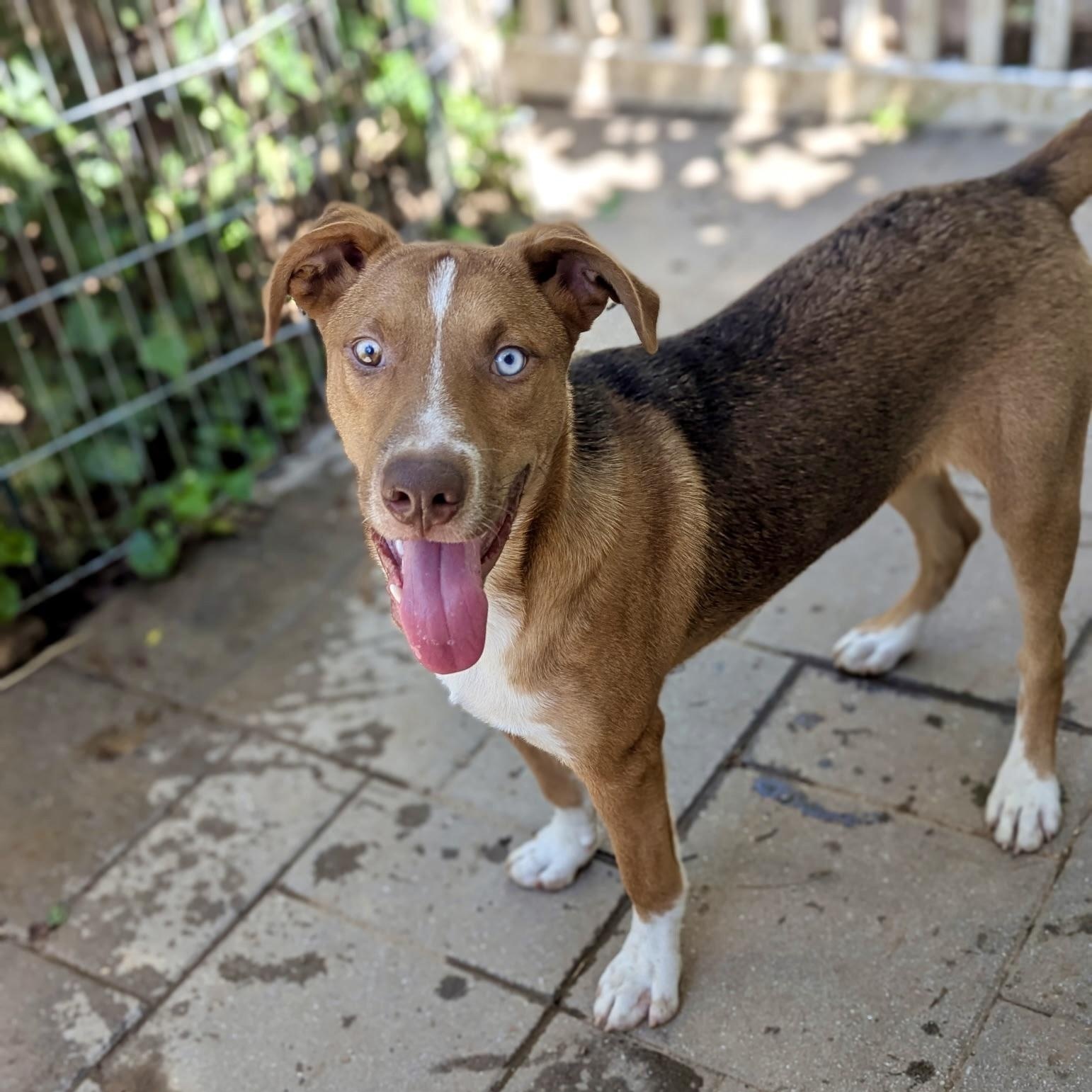 Kalvin, Adoptable, Puppy Male Husky & Hound.
