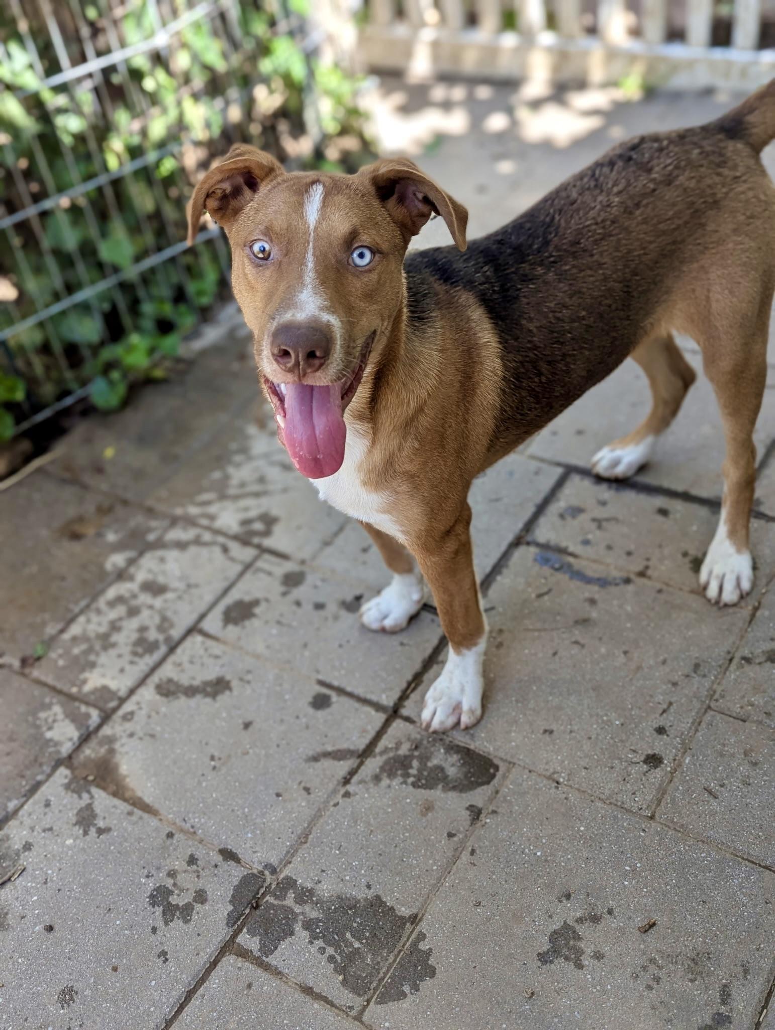 Kalvin, a Adoptable mixed breed in Paramus, NJ image 2/6