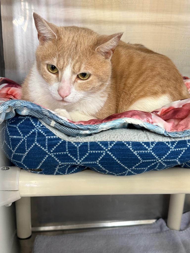 Link, Adoptable, Young Male Domestic Short Hair.