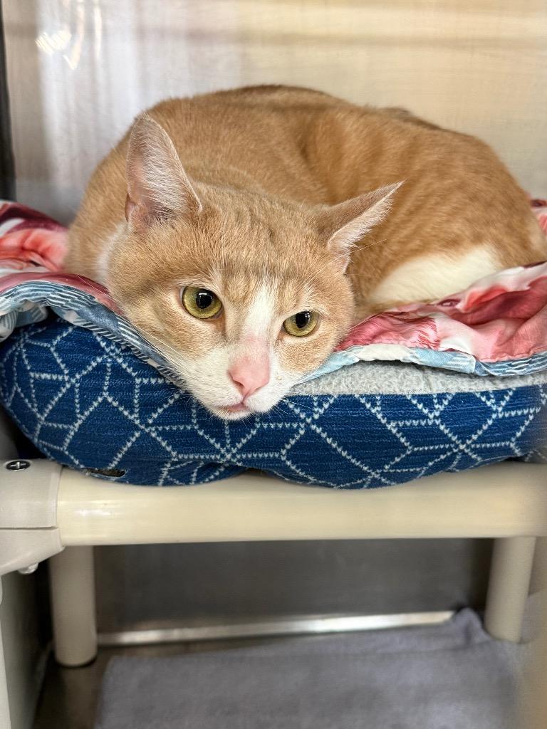 Enlarge Link, a Adoptable mixed breed in Syracuse, IN image 2/2