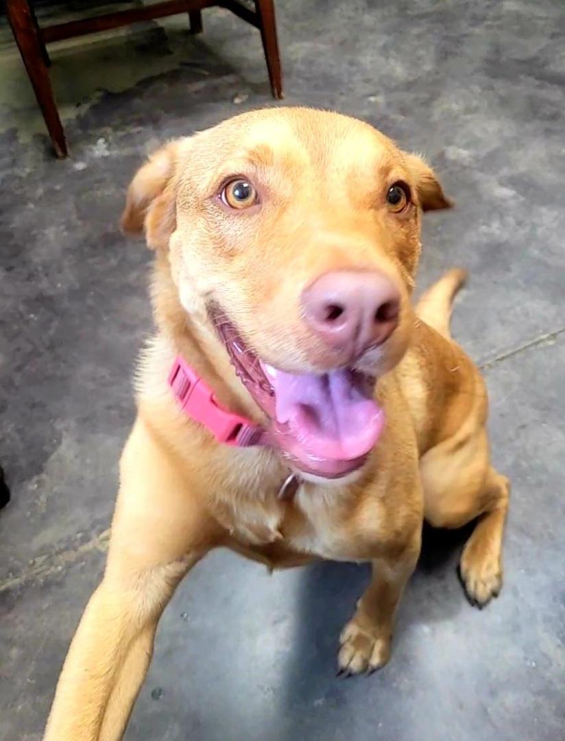 Iggy, a Adoptable mixed breed image 3/6