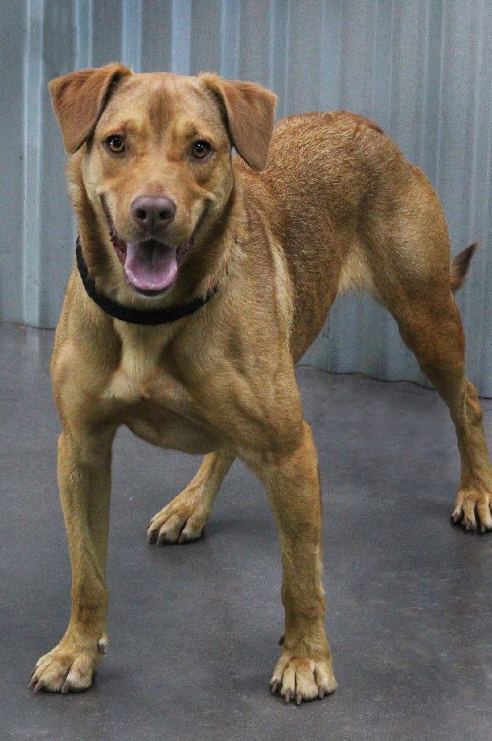 Iggy, a Adoptable mixed breed image 4/6