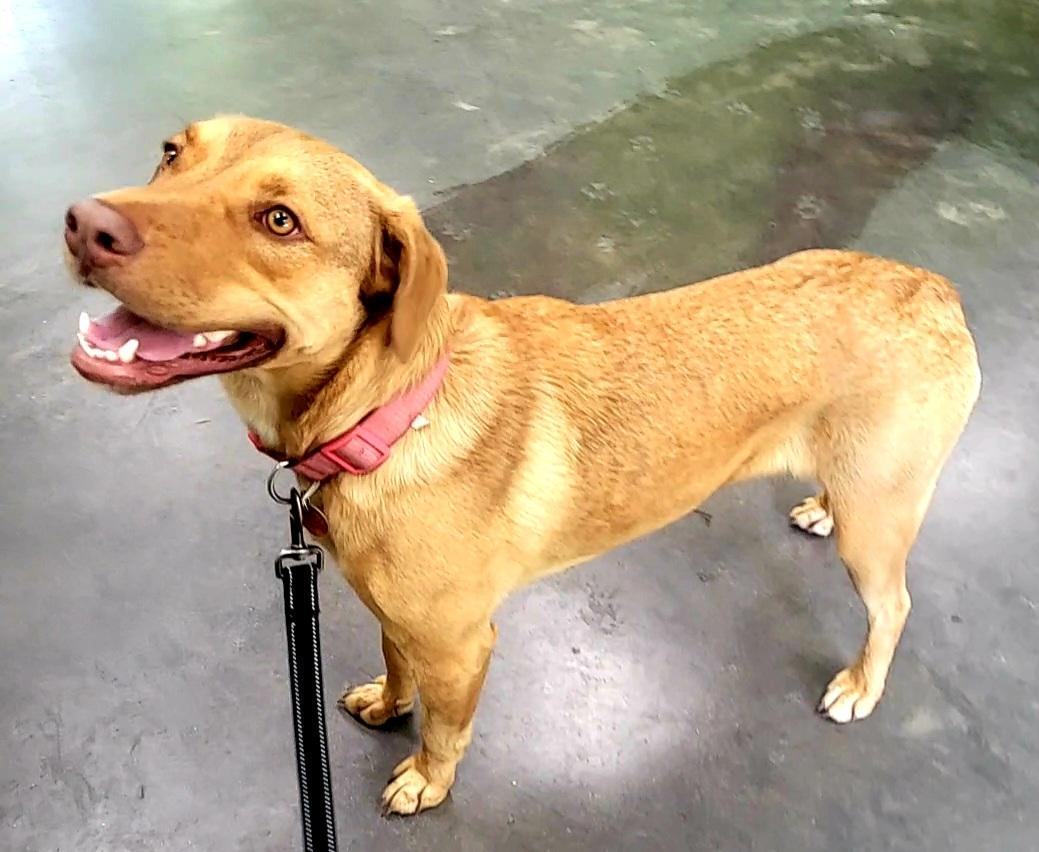 Iggy, a Adoptable mixed breed image 5/6