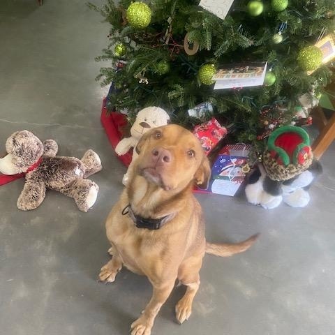 Iggy, a Adoptable mixed breed image 1/6